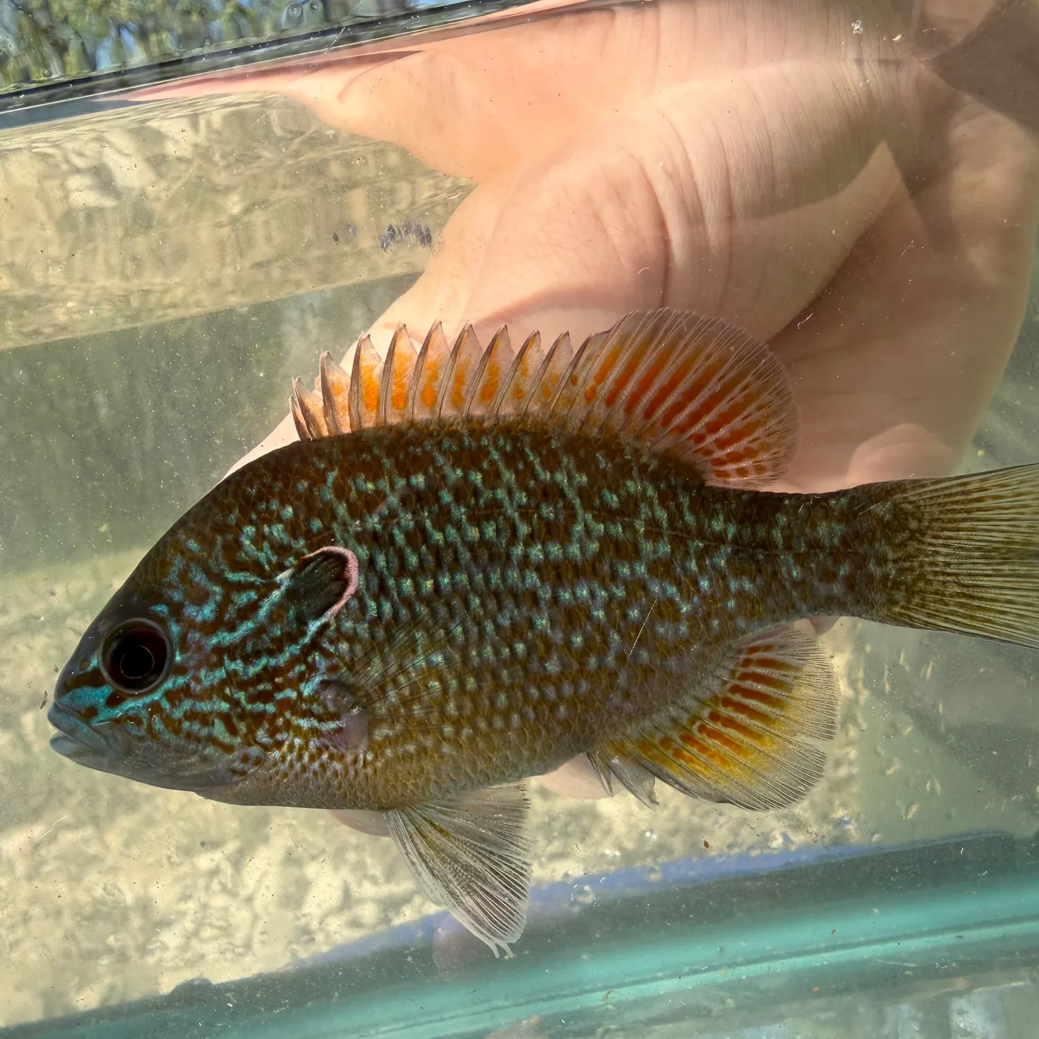 The most recent Northern sunfish catches on Fishbrain