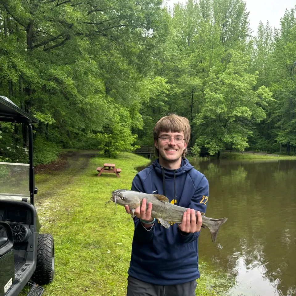 Channel catfish caught on Fishbrain