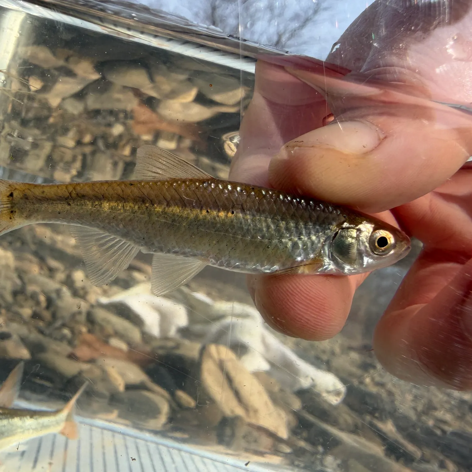 The most recent Steelcolor shiner catches on Fishbrain