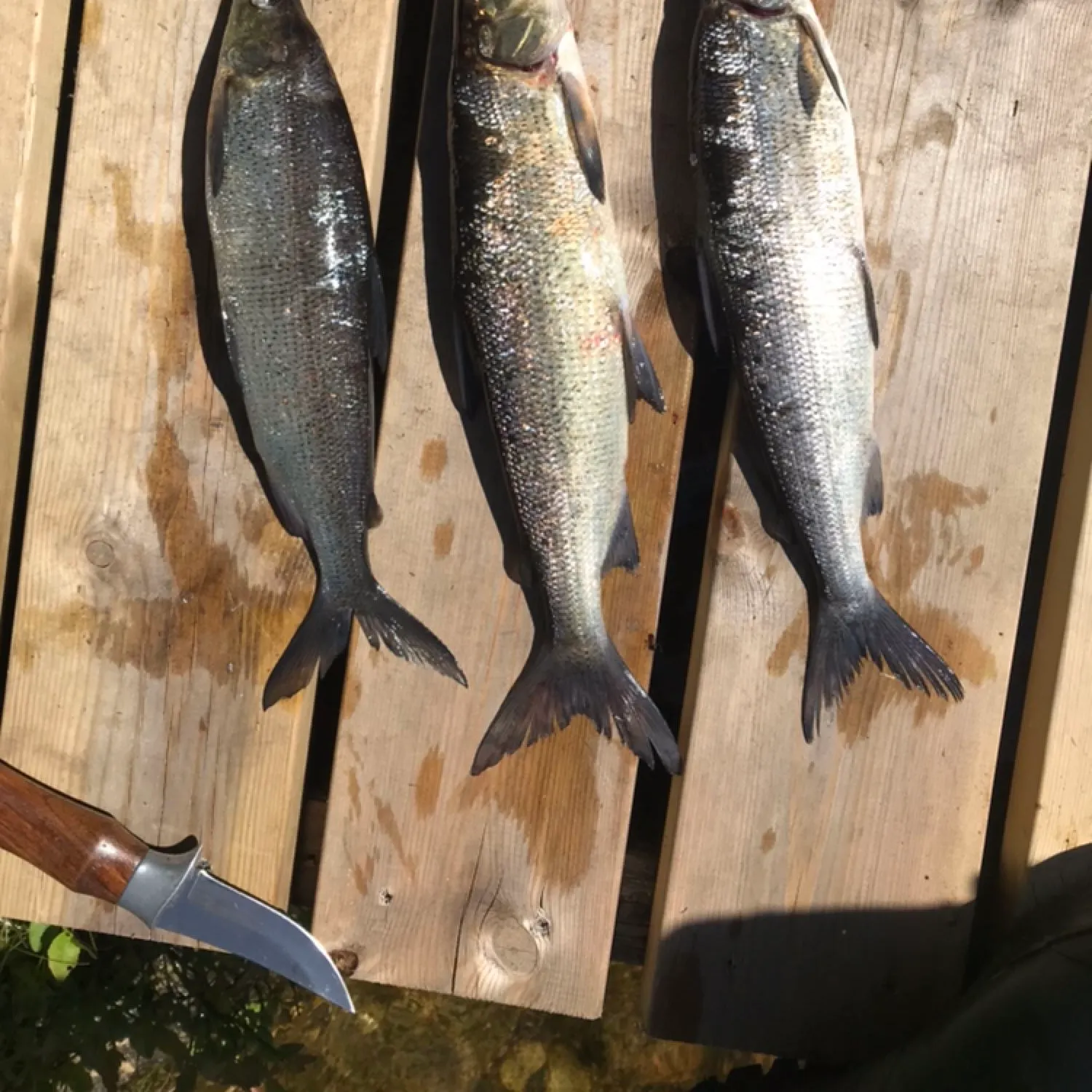 recently logged catches