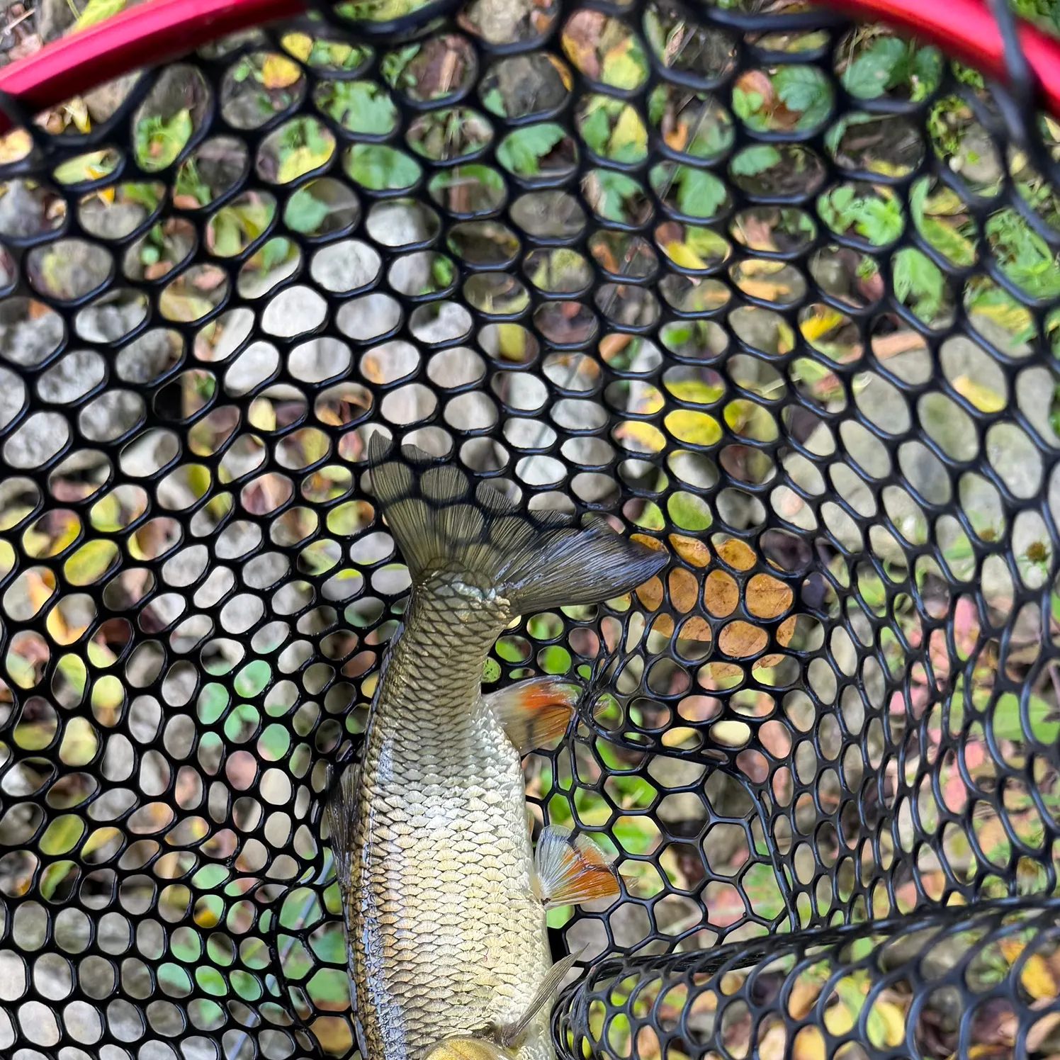 European chub caught on Fishbrain