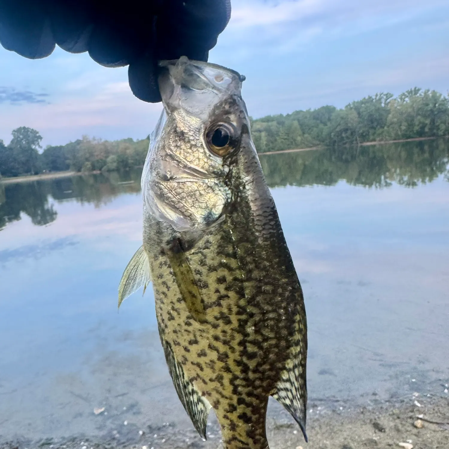 Black crappie caught on Fishbrain