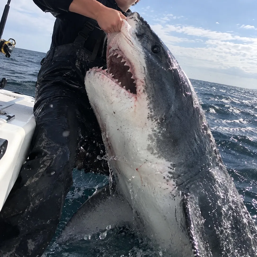 Paddlefish caught on Fishbrain