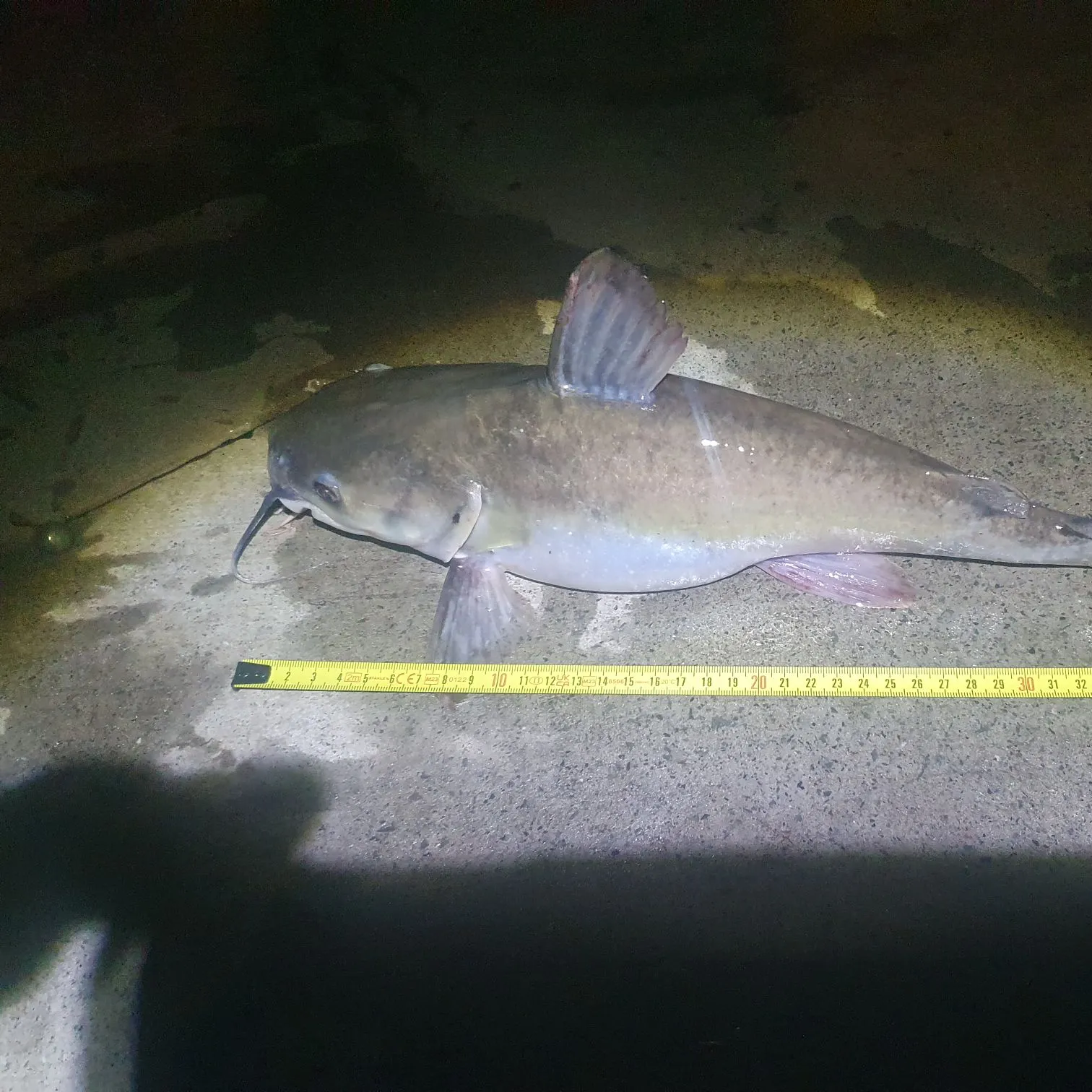 The most recent Giant sea catfish catches on Fishbrain
