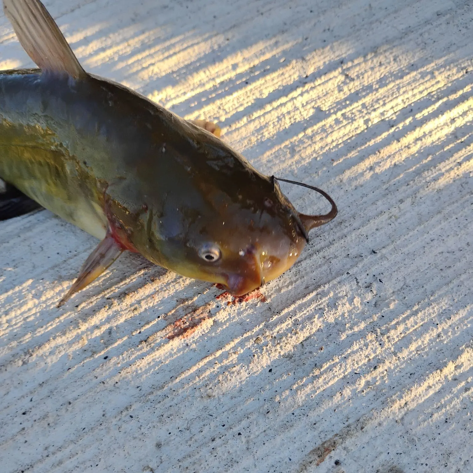 Yellow bullhead caught on Fishbrain