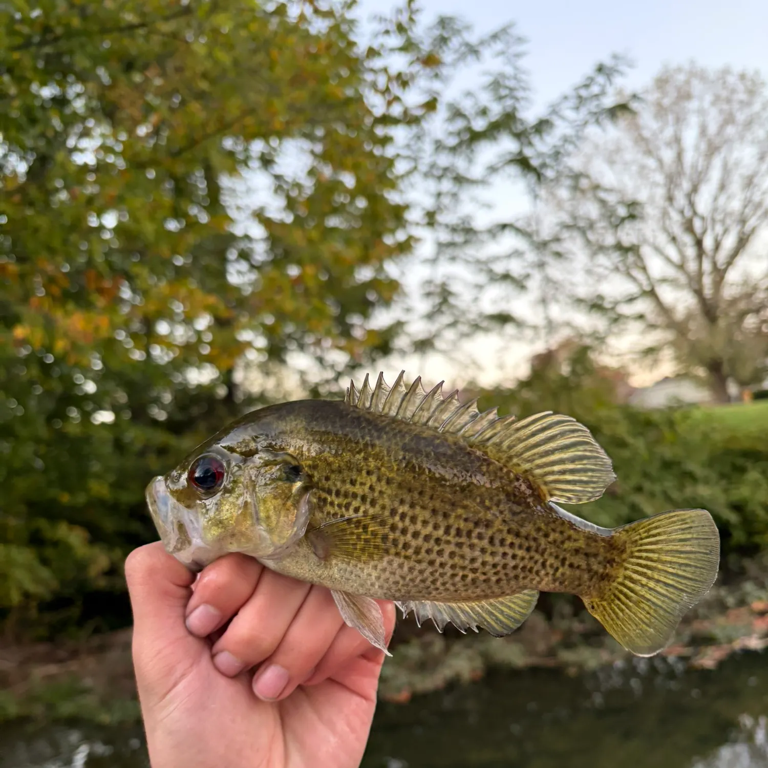 Rock bass caught on Fishbrain