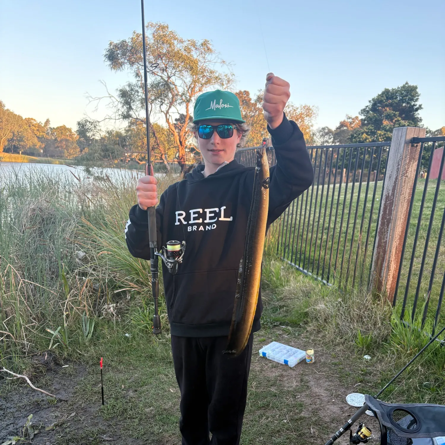 The most recent Shortfin eel catches on Fishbrain