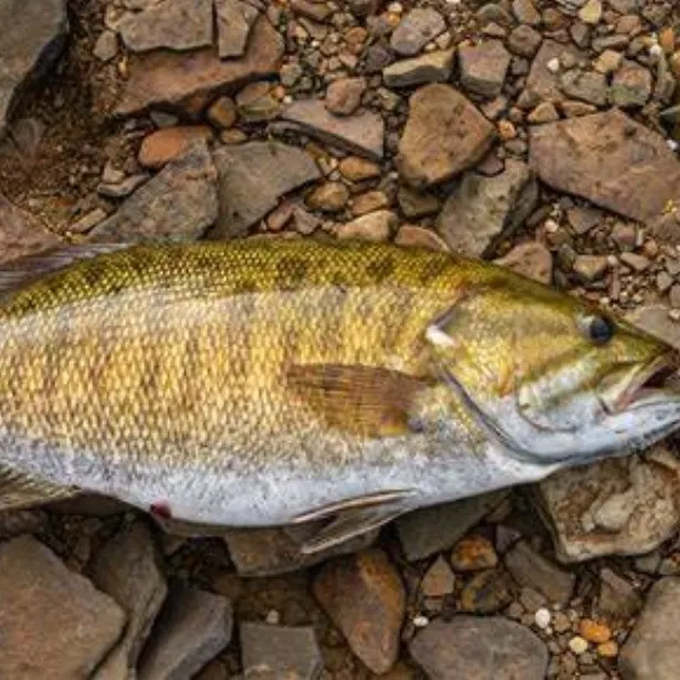 Smallmouth bass caught on Fishbrain