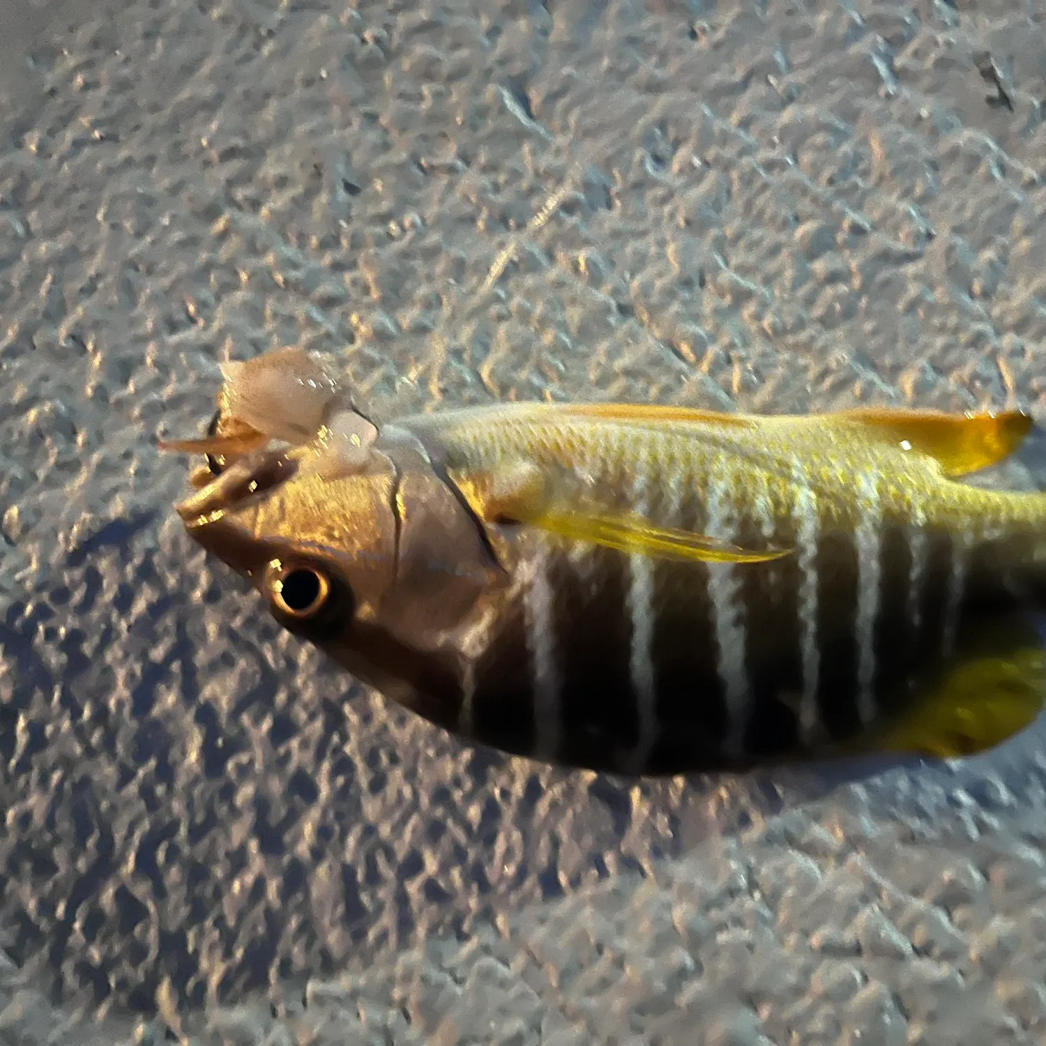 The most recent Schoolmaster snapper catches on Fishbrain