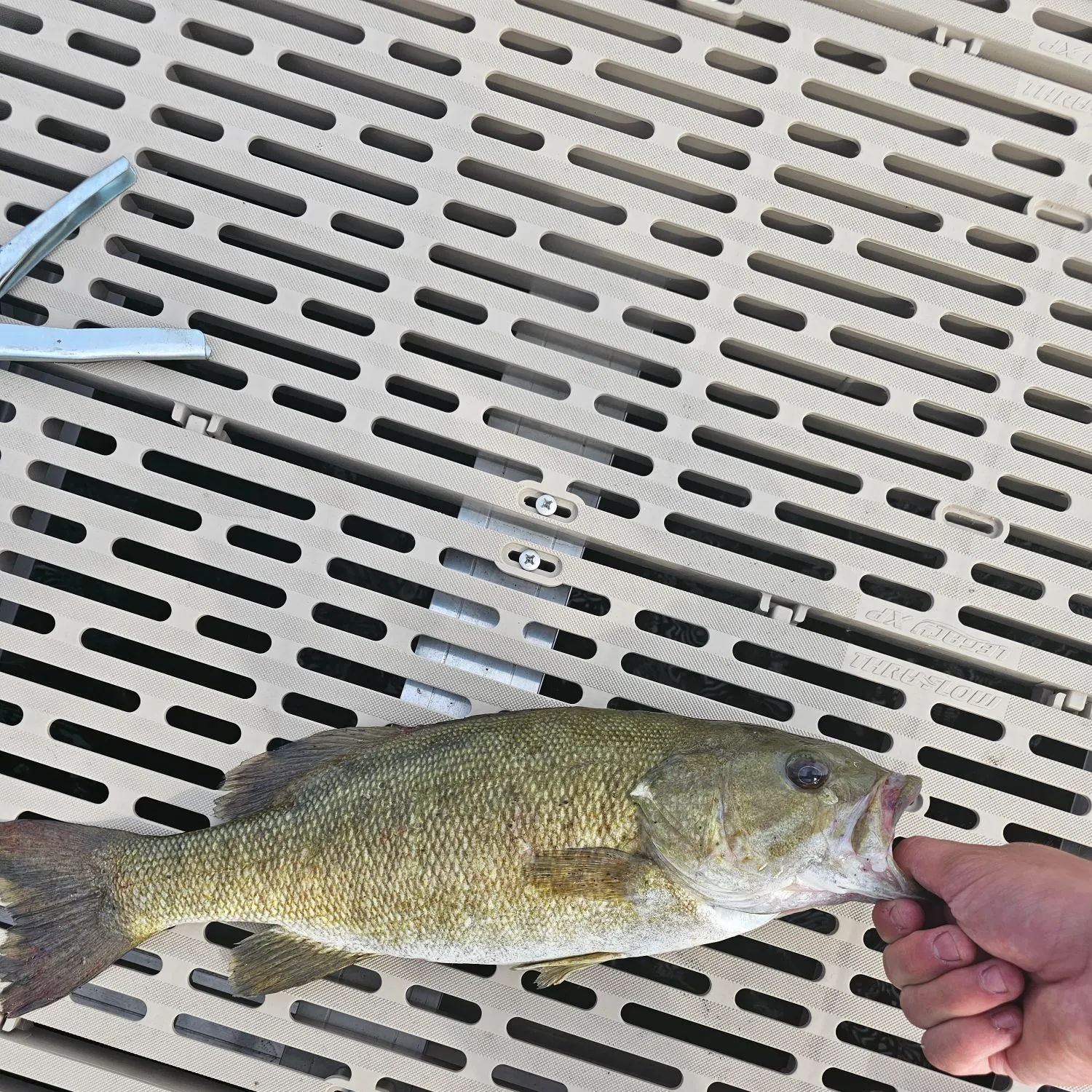 Smallmouth bass caught on Fishbrain