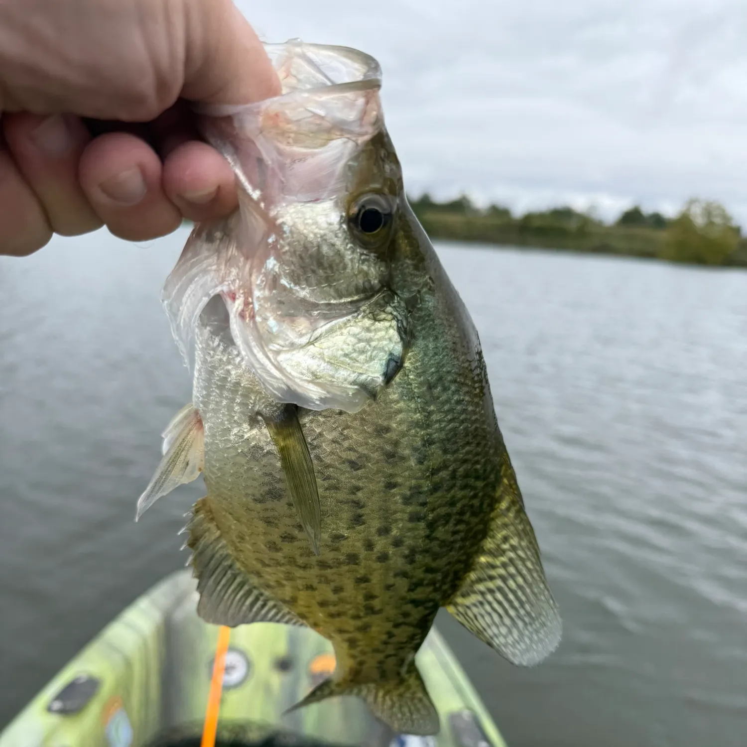 White crappie caught on Fishbrain