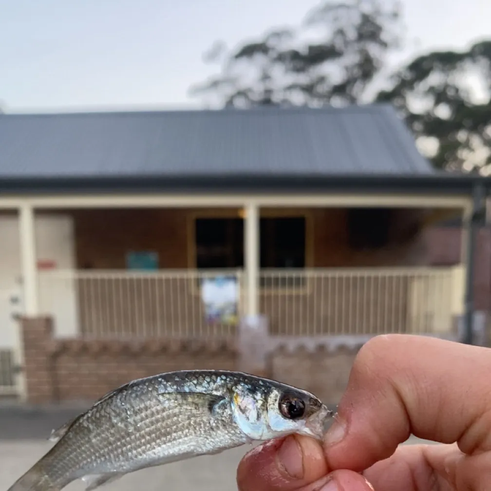 The most recent Striped mullet catches on Fishbrain
