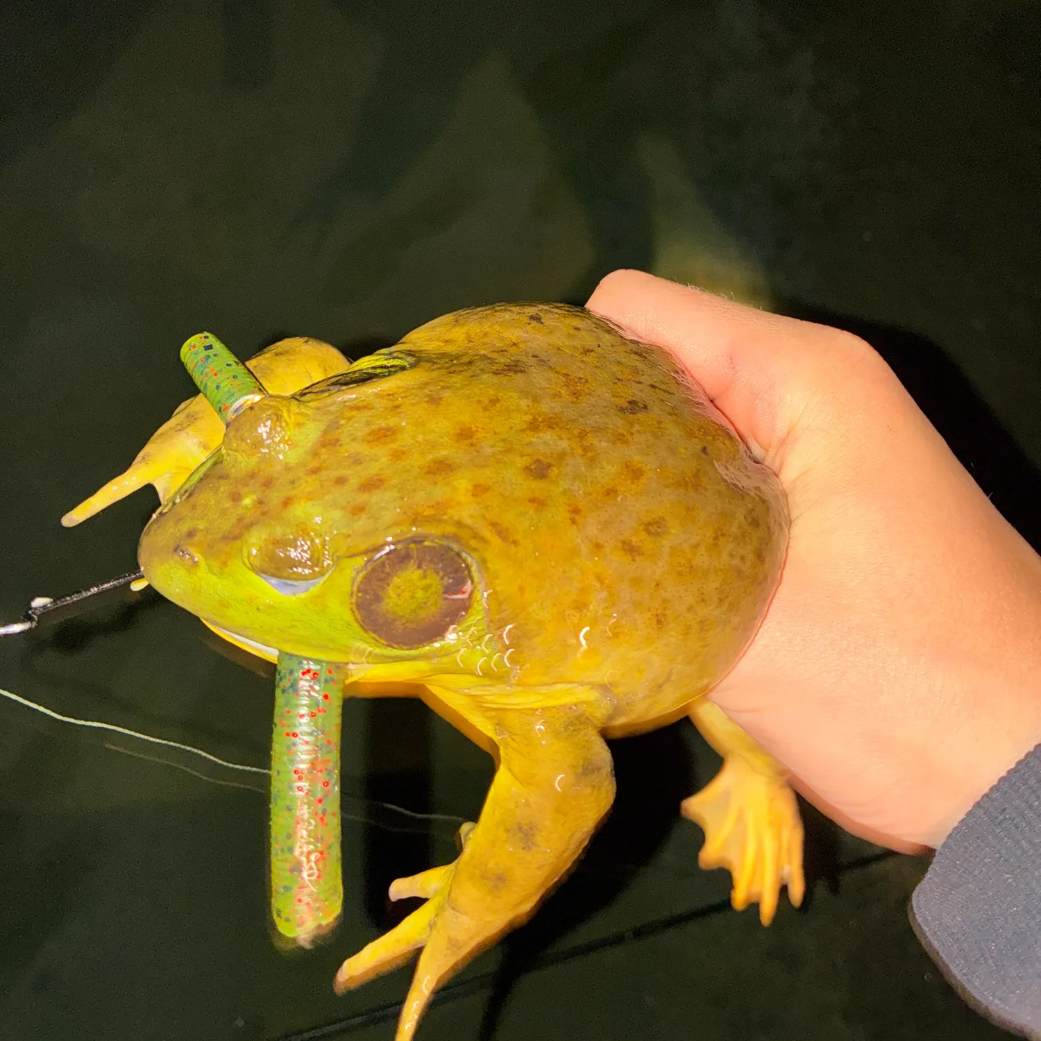 American bullfrog caught on Fishbrain