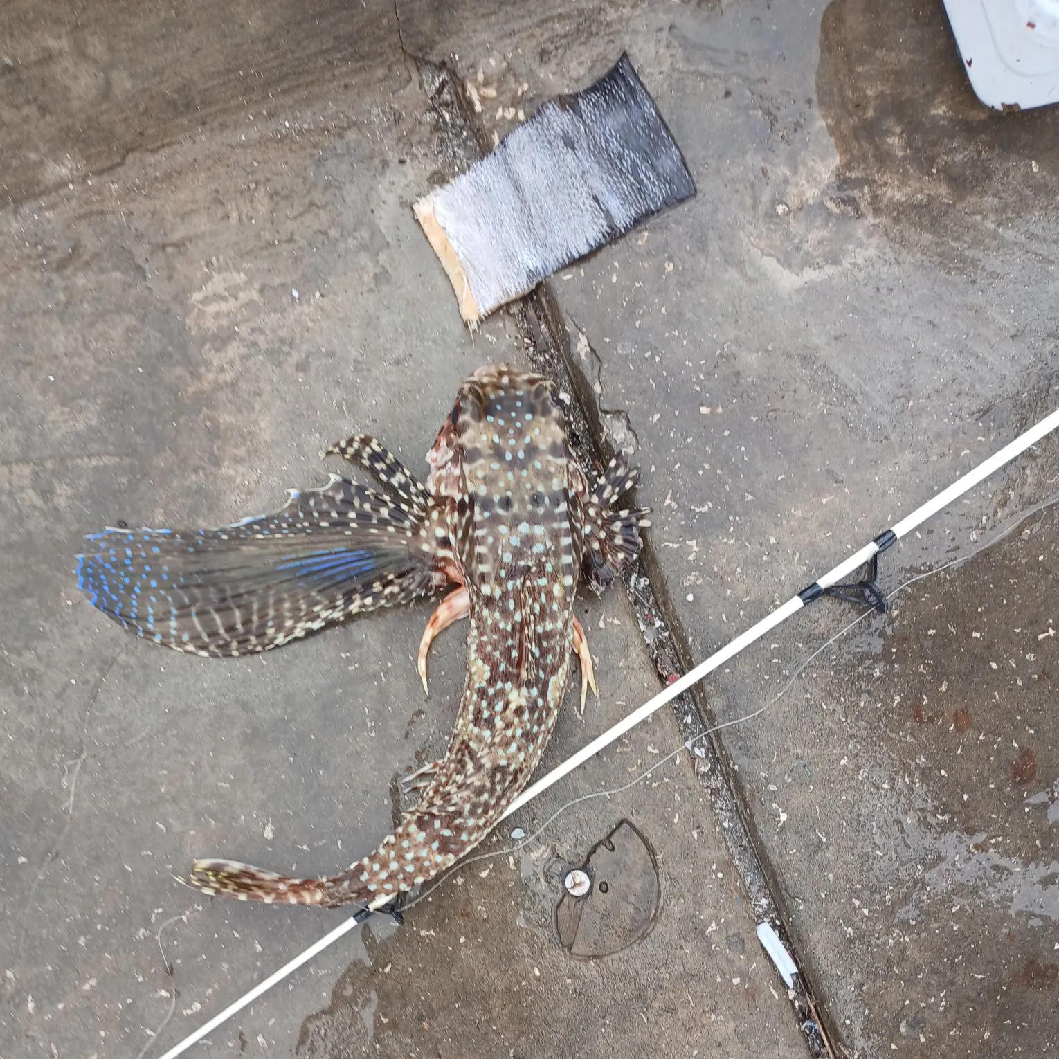 The most recent Flying gurnard catches on Fishbrain