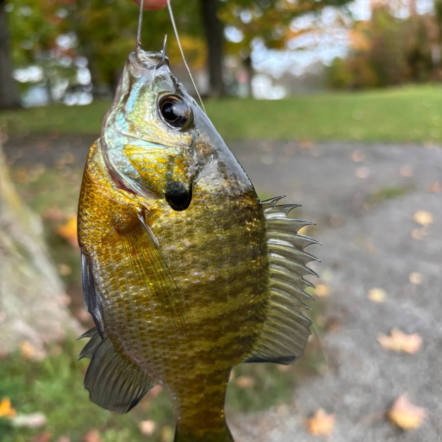 Bluegill caught on Fishbrain