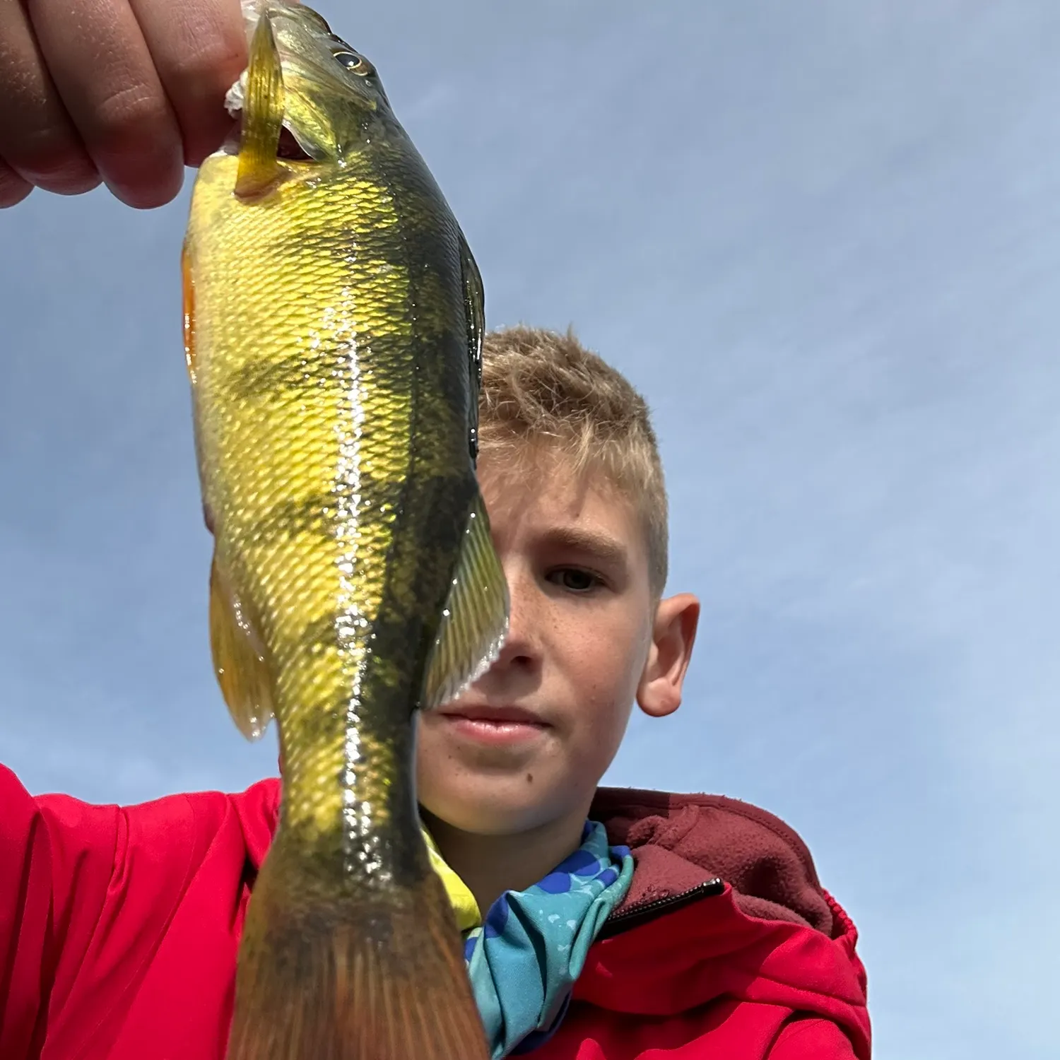 Yellow perch caught on Fishbrain