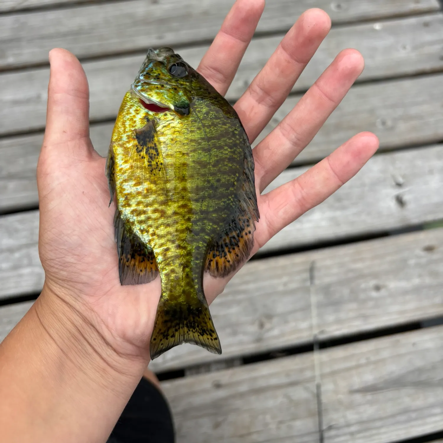 recently logged catches