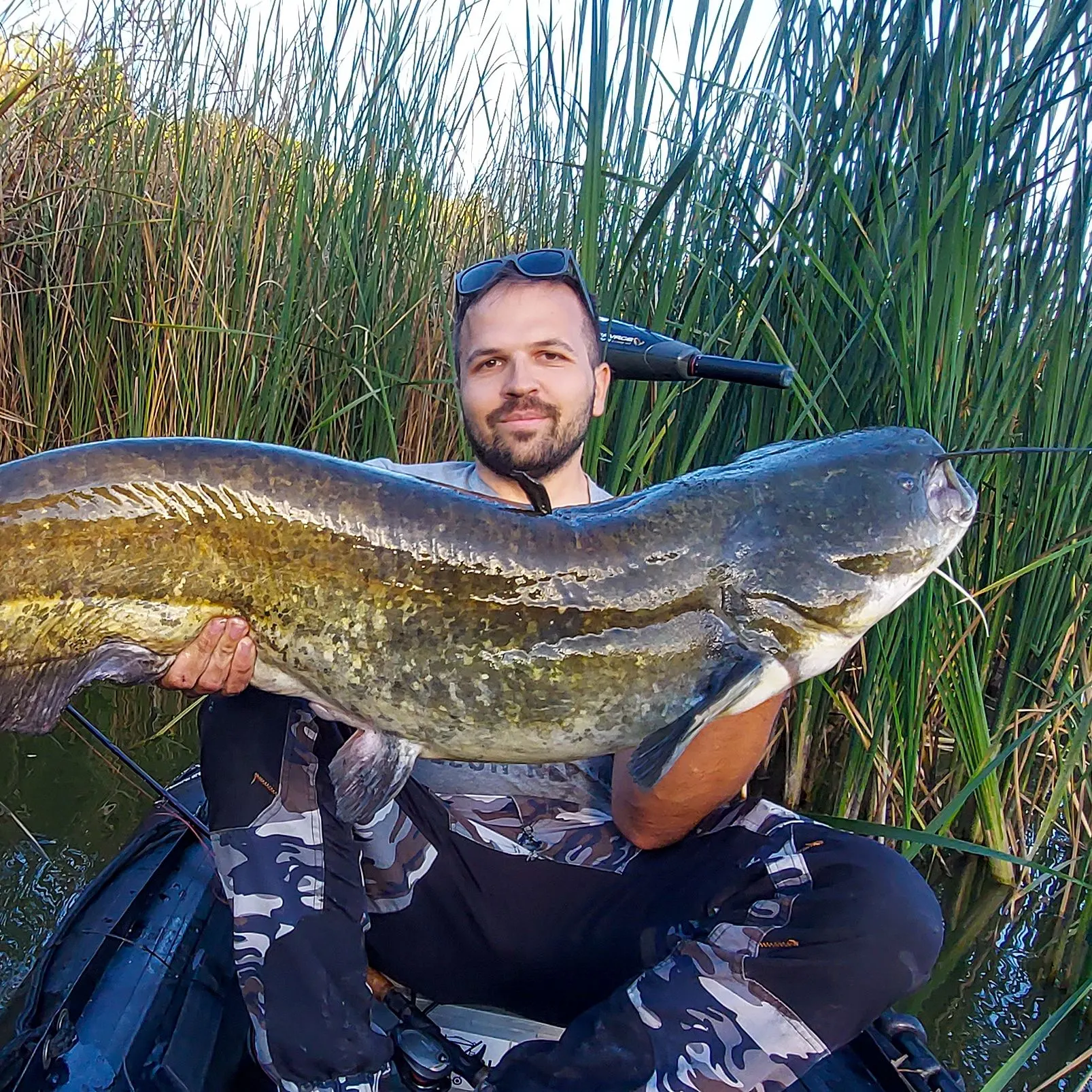 The most recent Wels catfish catches on Fishbrain