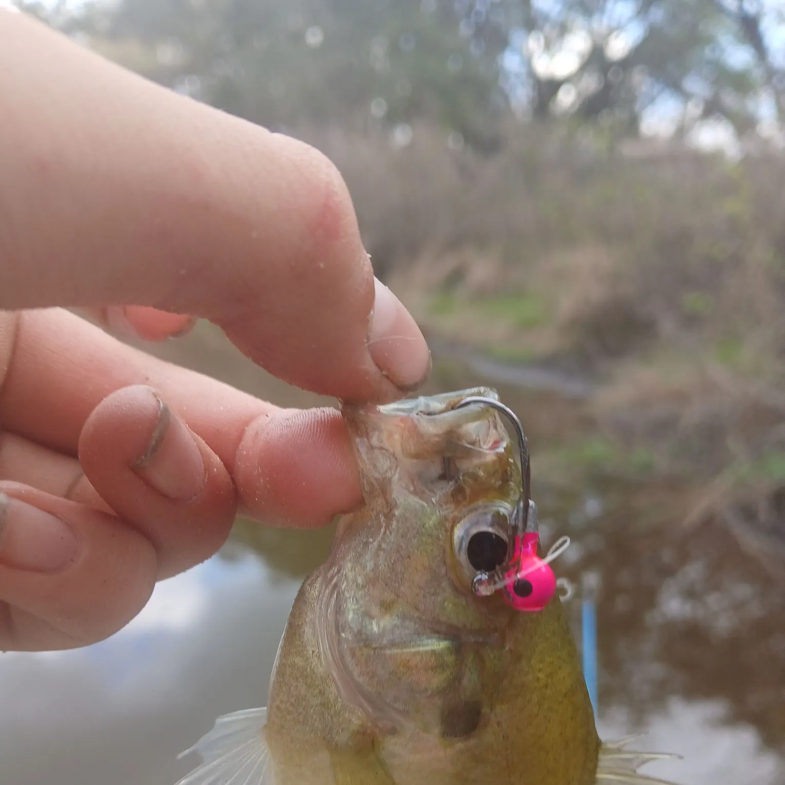 The most recent Wargill hybrid catches on Fishbrain