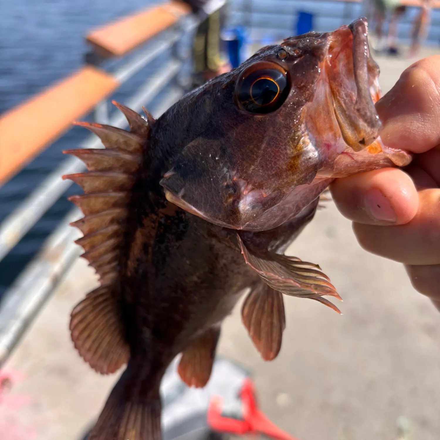 catch