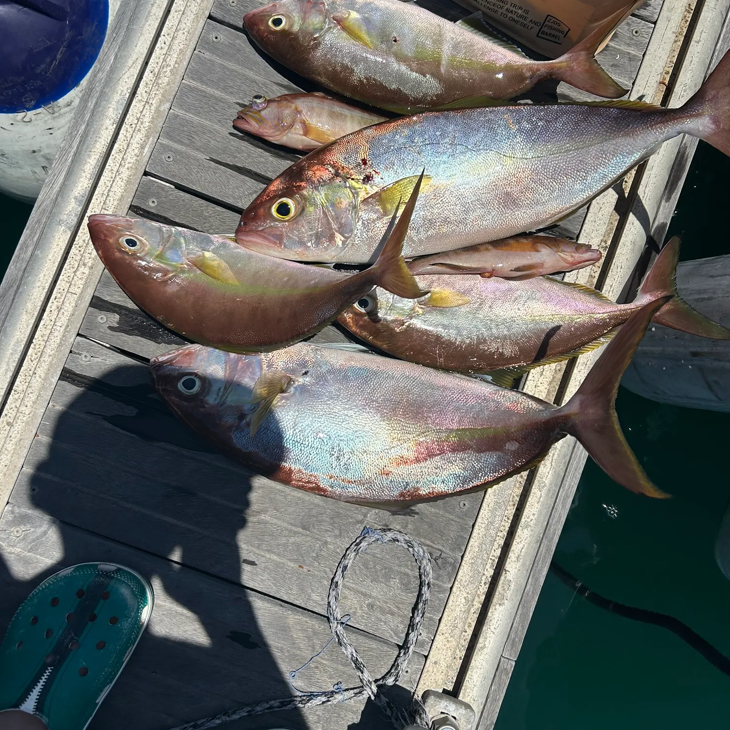 The most recent Almaco jack catches on Fishbrain