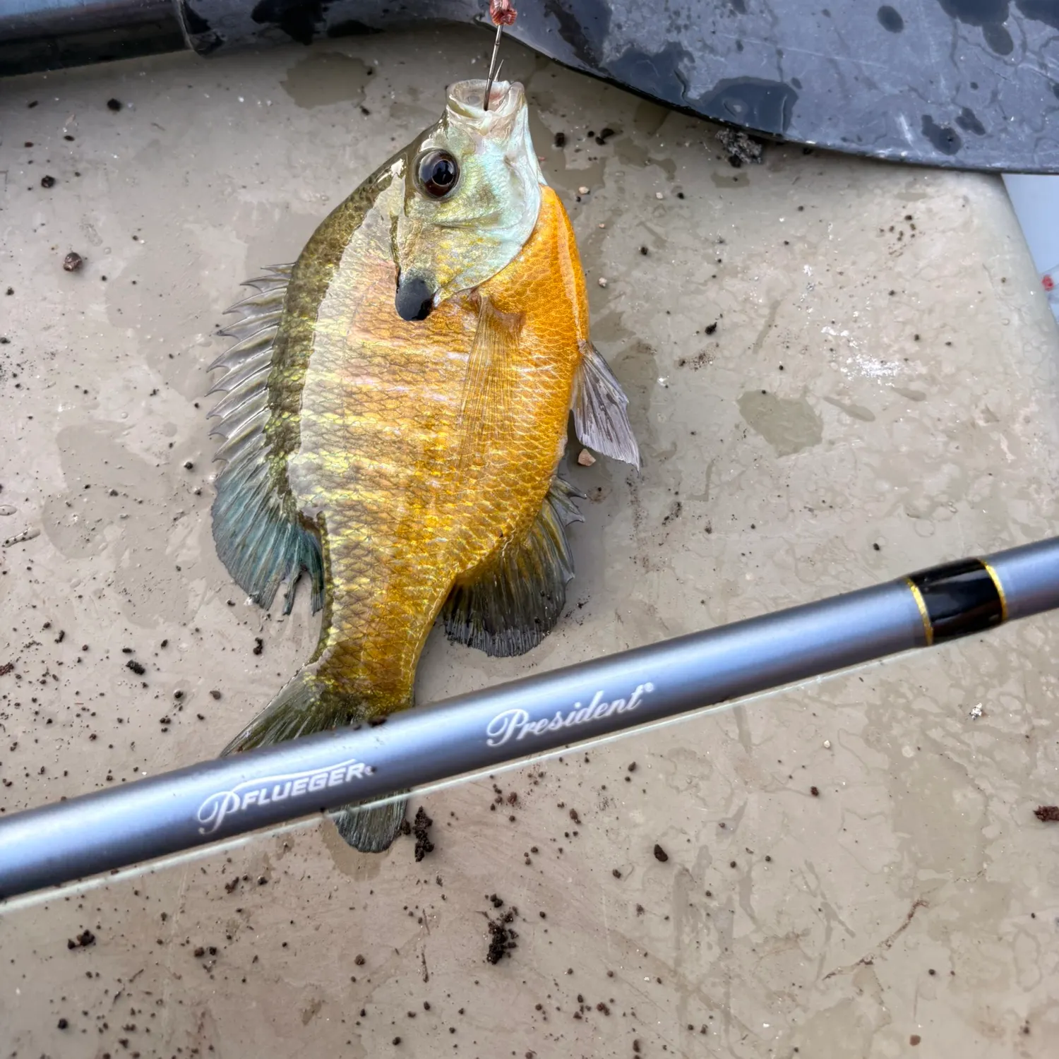 Bluegill caught on Fishbrain