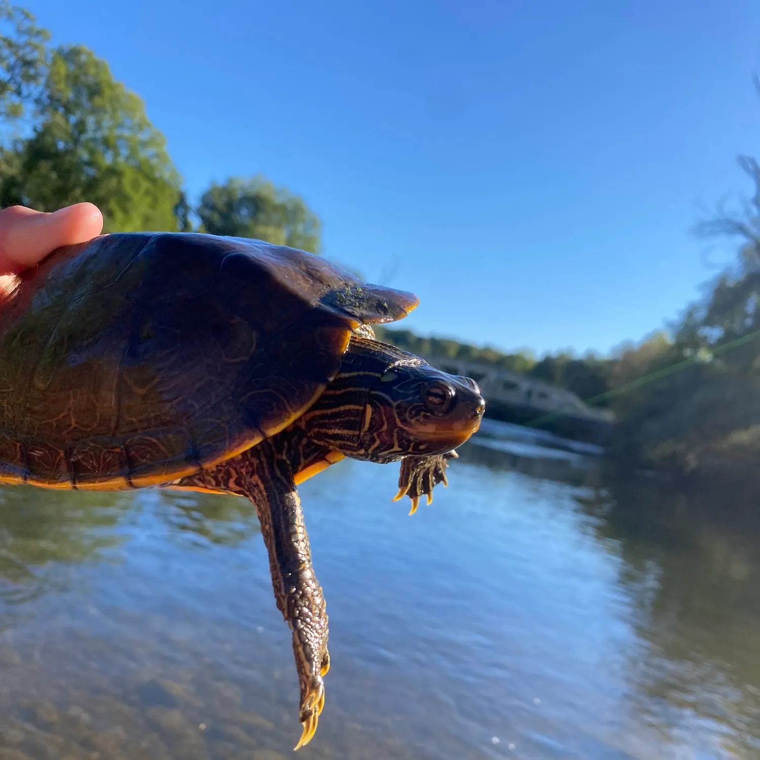 Pond slider turtle caught on Fishbrain