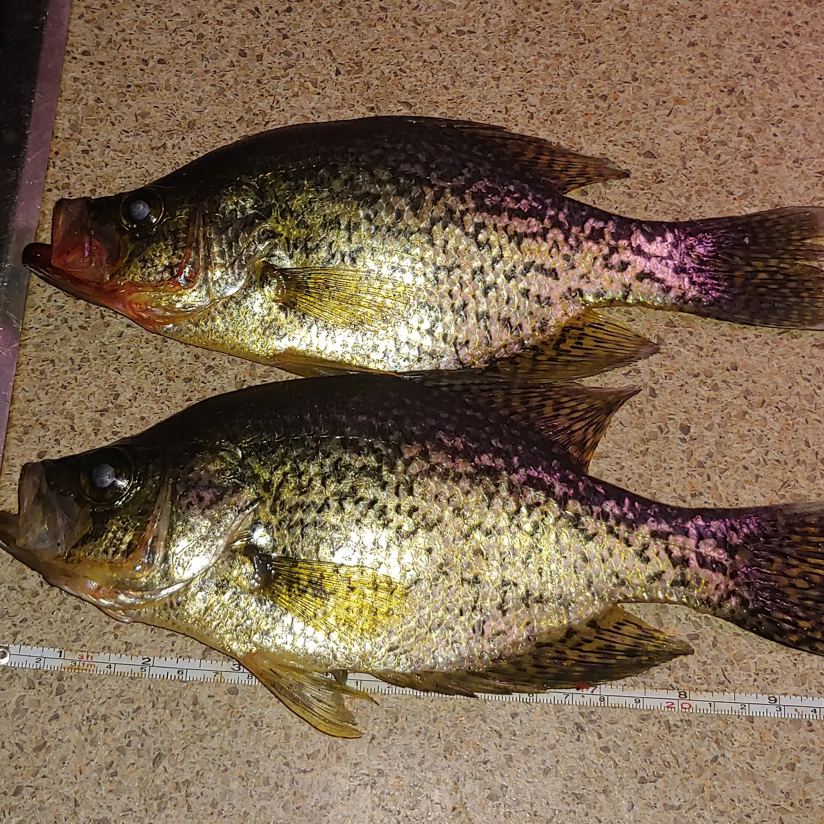 recently logged catches