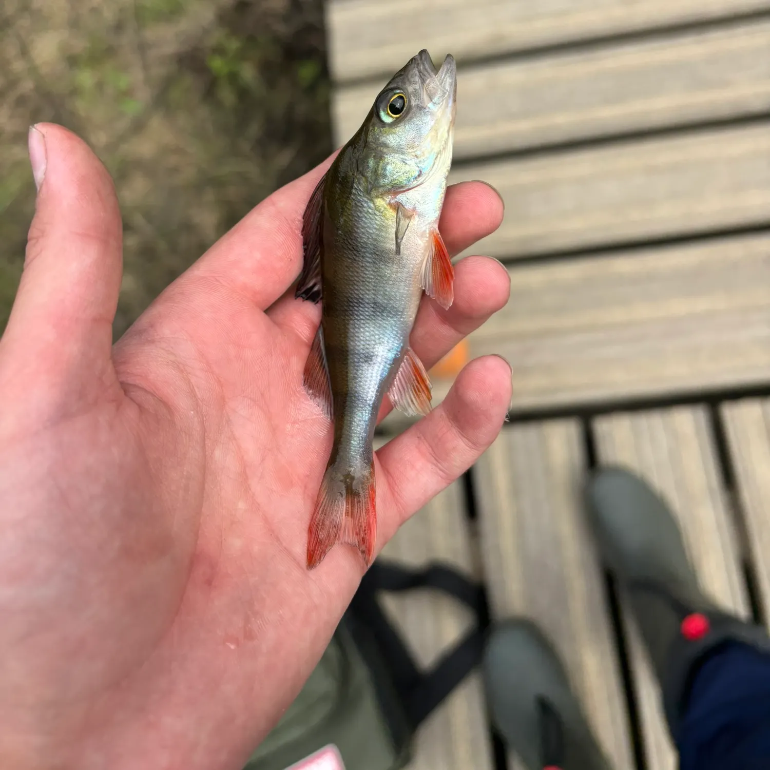 European perch caught on Fishbrain
