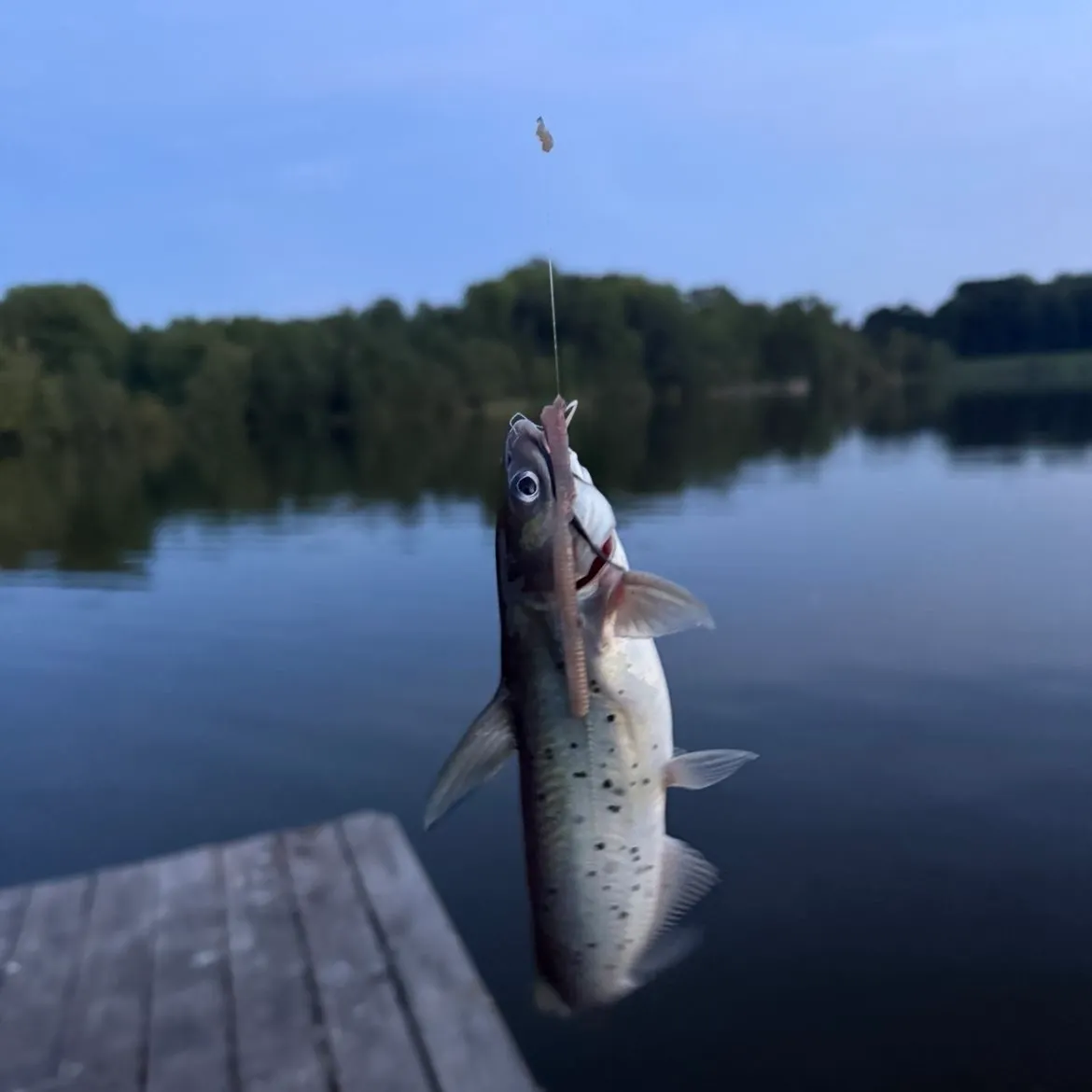 Channel catfish caught on Fishbrain