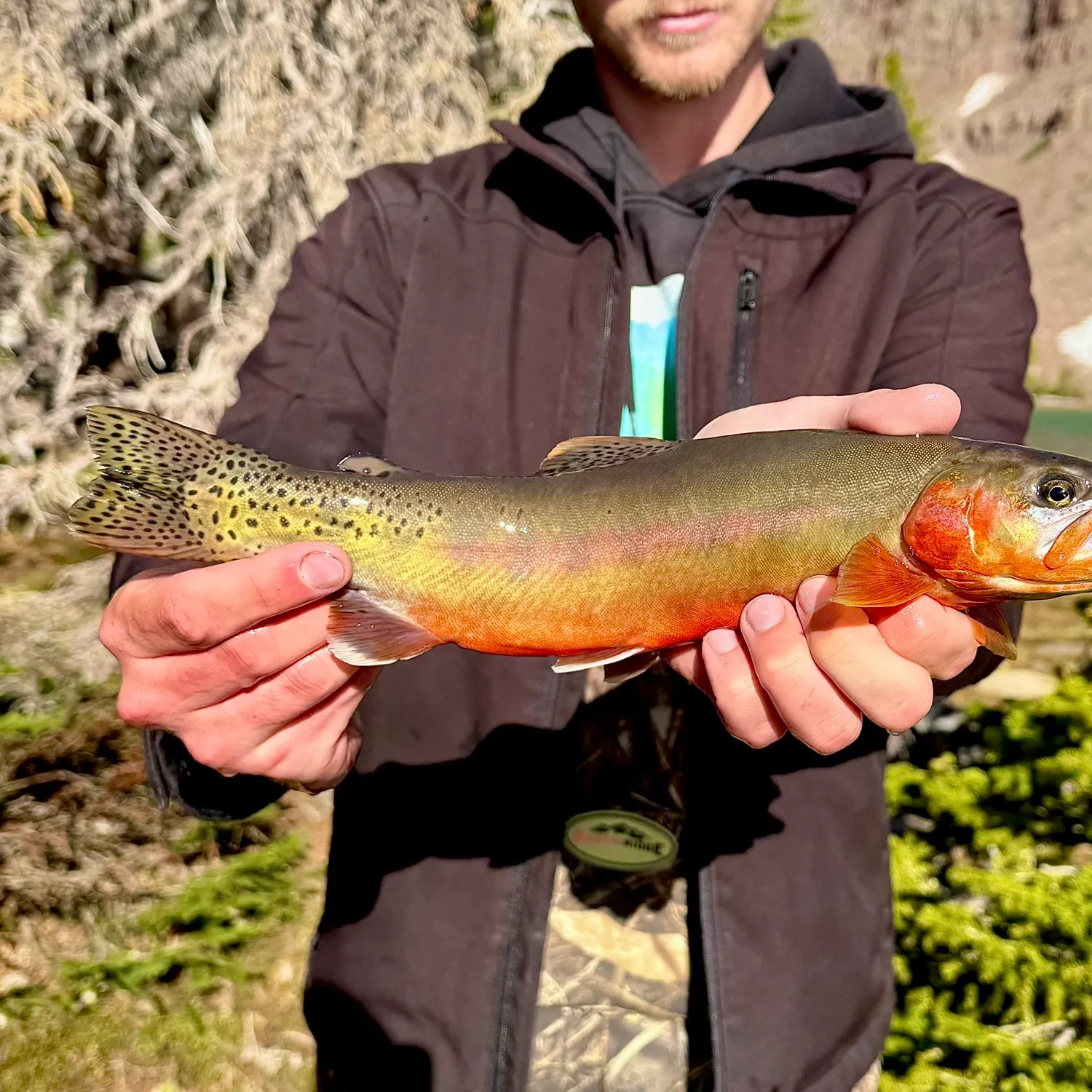 The most recent Golden trout catches on Fishbrain