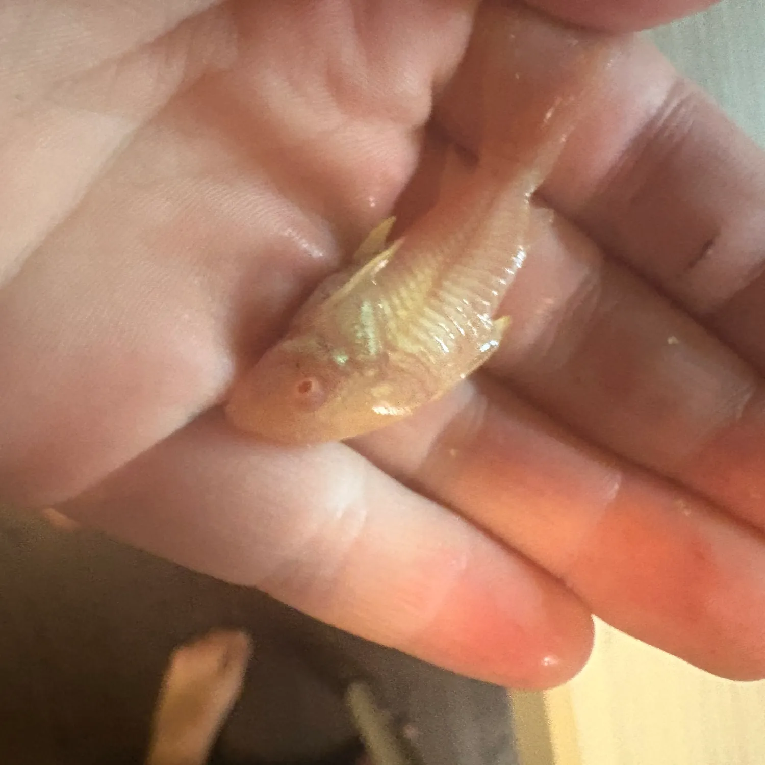 The most recent African butter catfish catches on Fishbrain