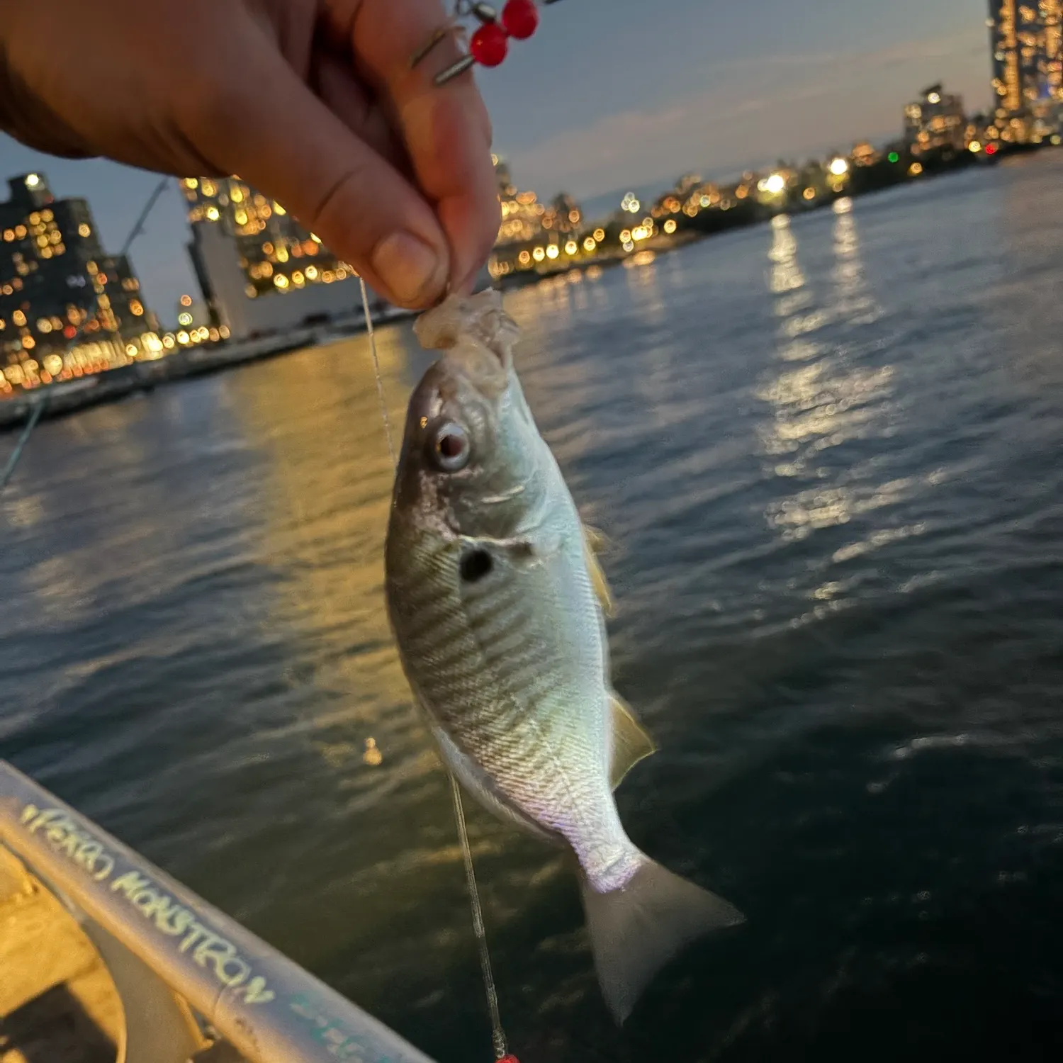Spot croaker caught on Fishbrain
