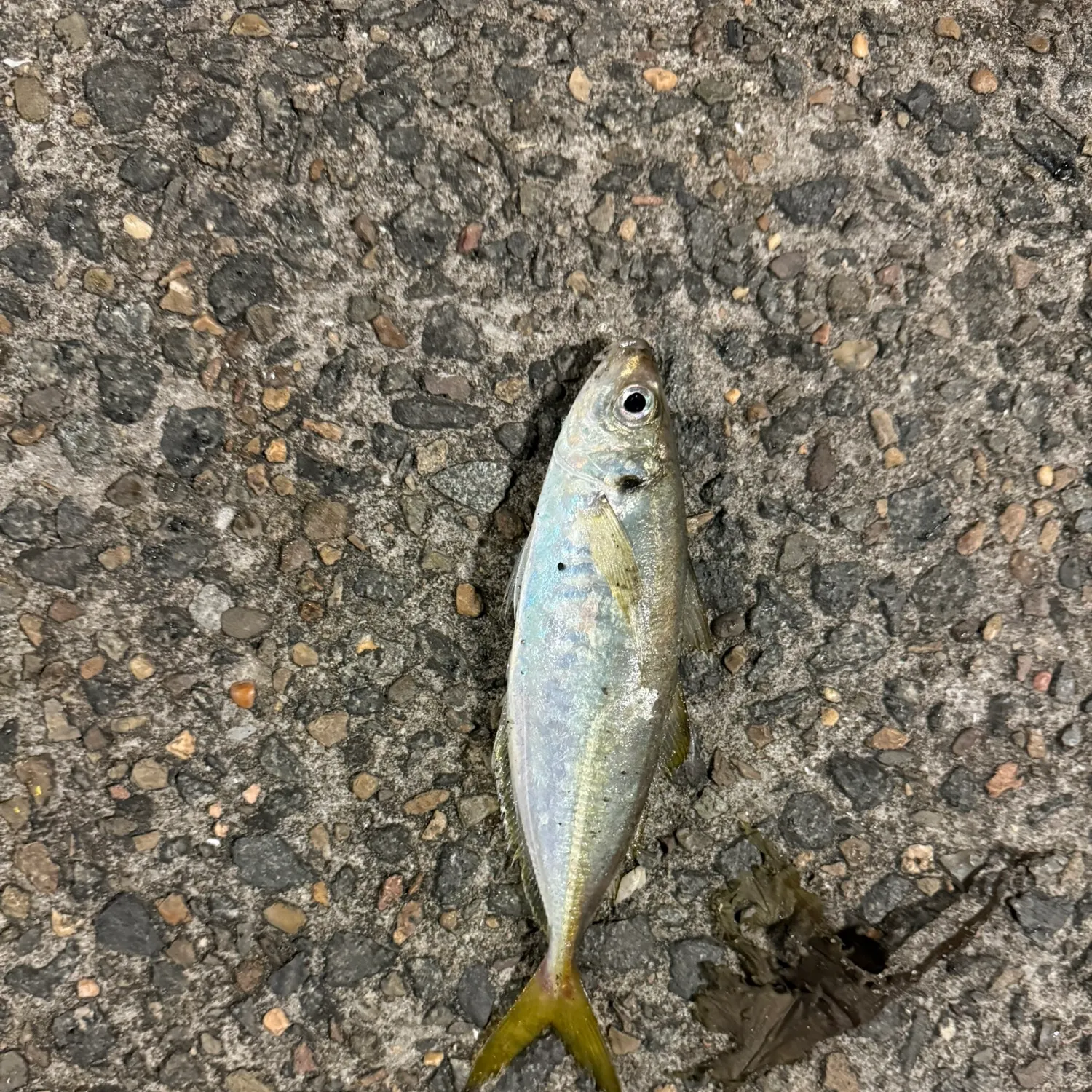 The most recent Yellowtail scad catches on Fishbrain