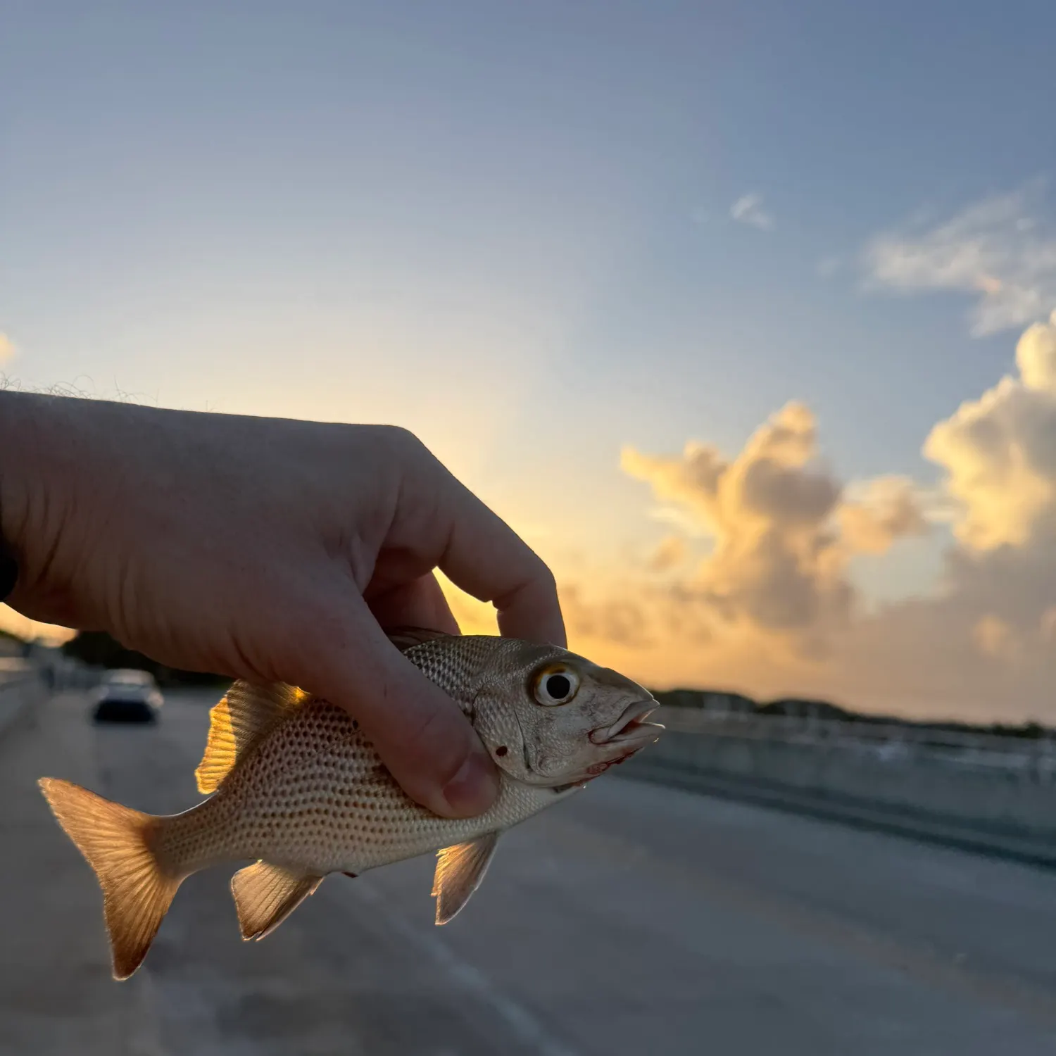 The most recent Sailor's choice grunt catches on Fishbrain