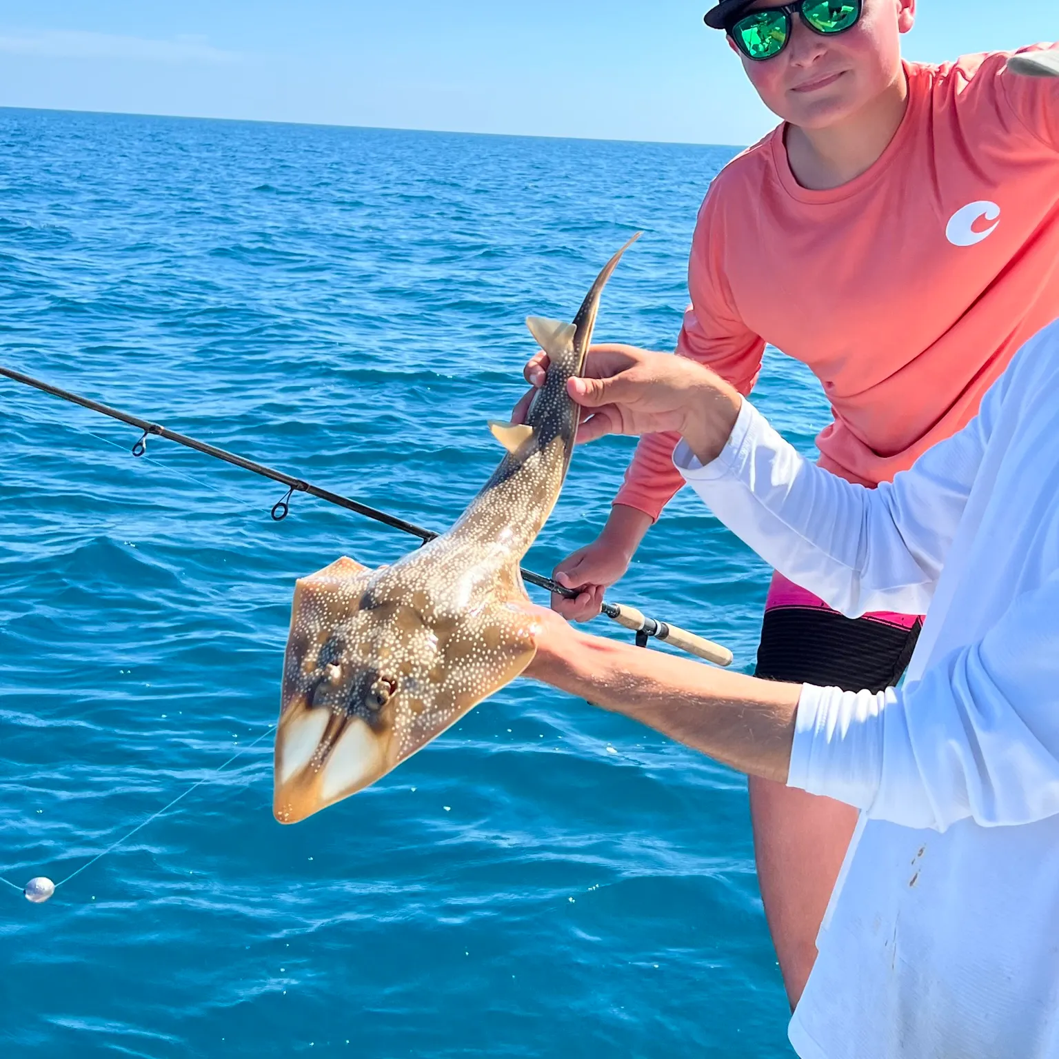 The most recent Common guitarfish catches on Fishbrain