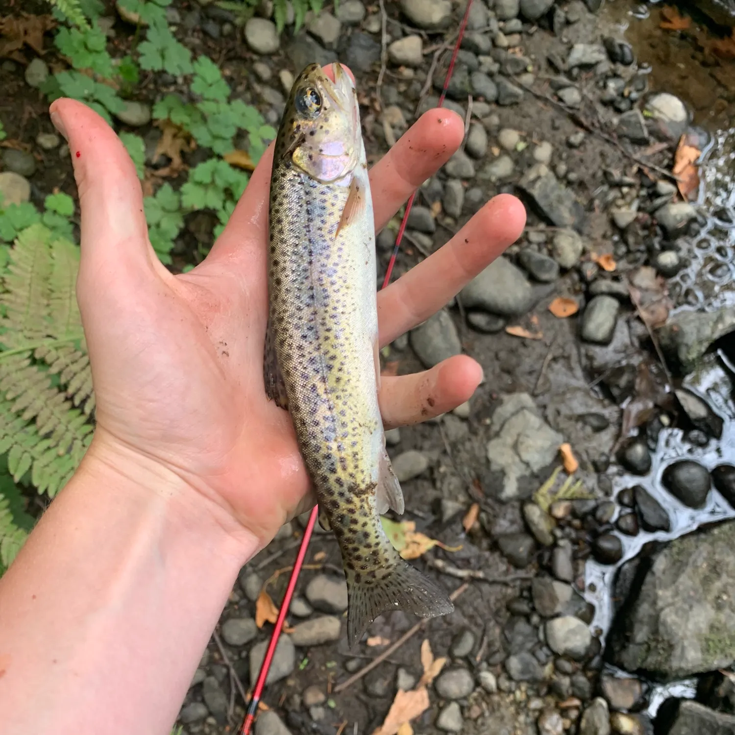 The most recent Coastal cutthroat trout catches on Fishbrain