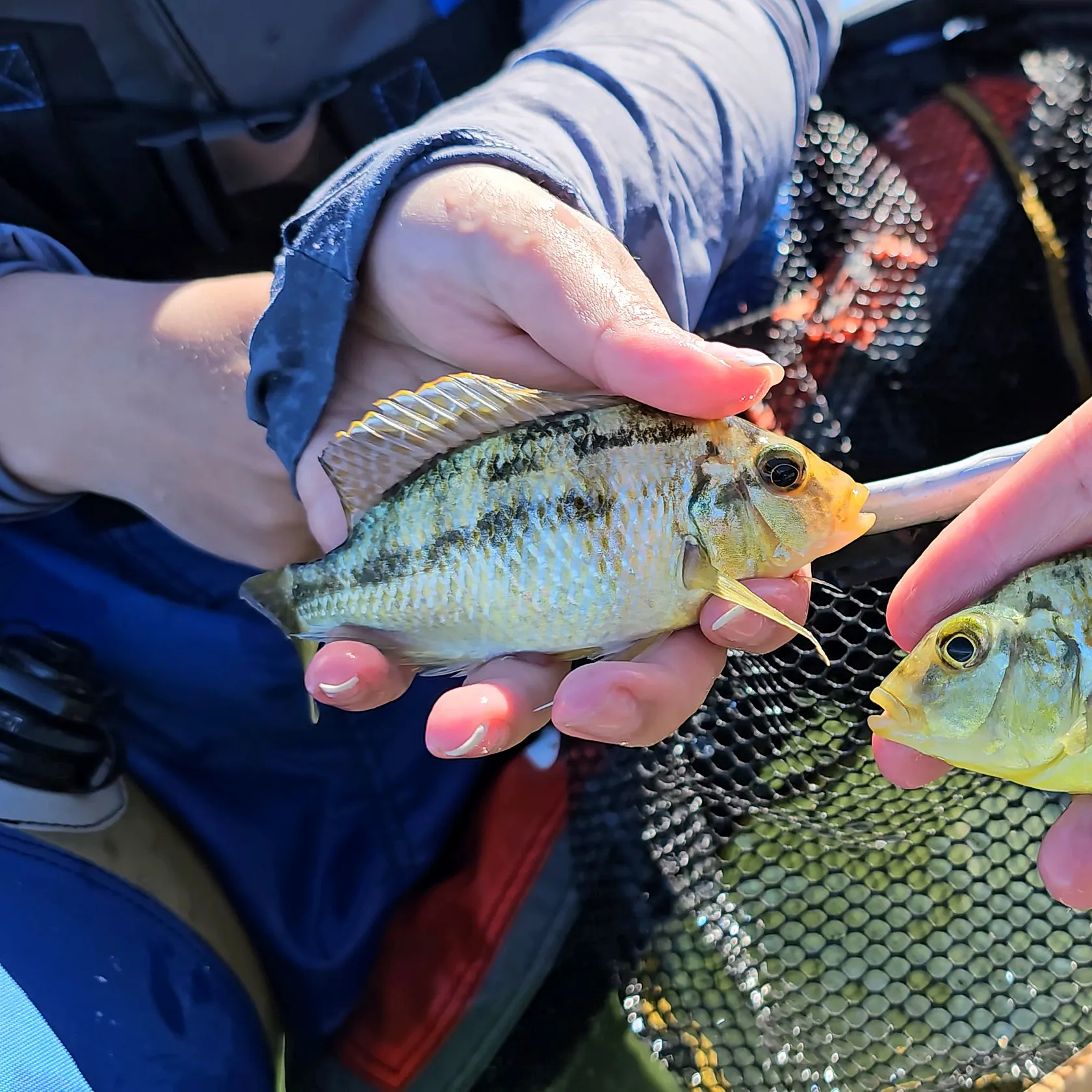 The most recent Giraffe cichlid catches on Fishbrain