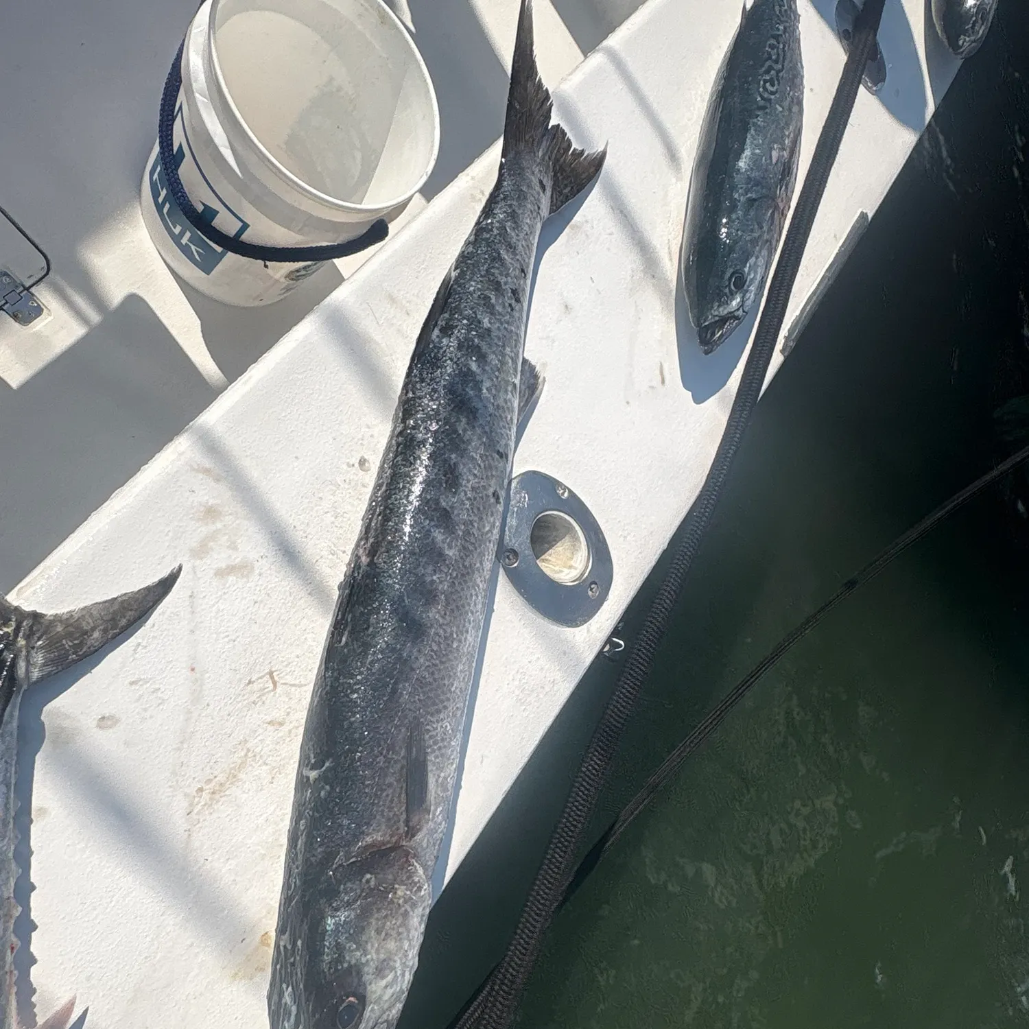 Great barracuda caught on Fishbrain