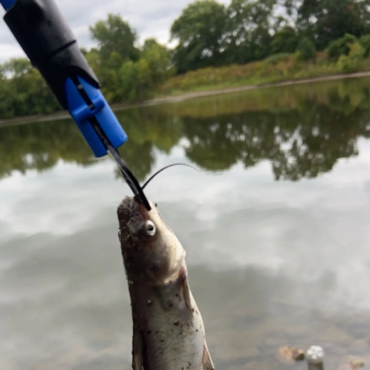 Channel catfish caught on Fishbrain