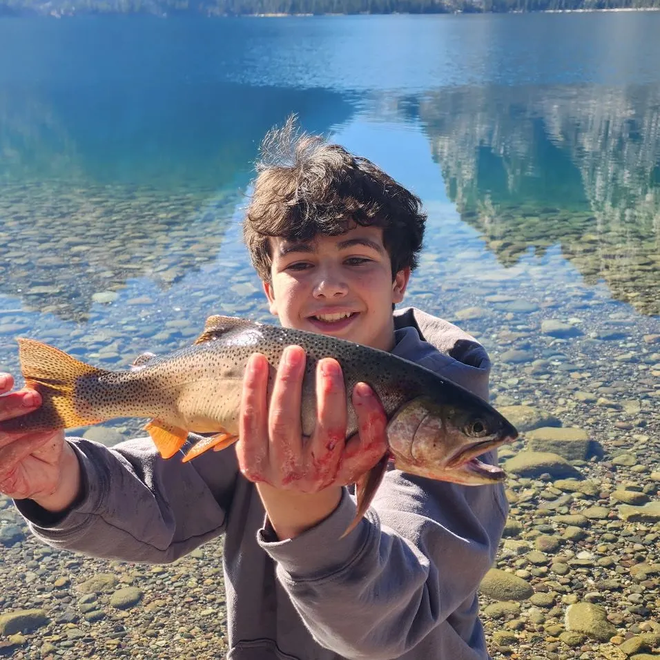 Snake River fine-spotted cutthroat trout caught on Fishbrain