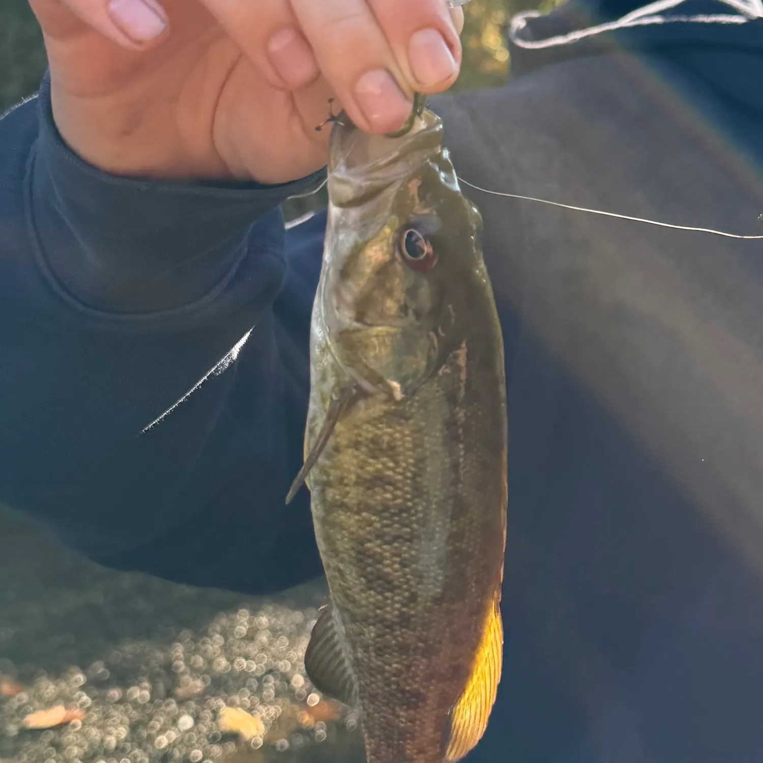 Smallmouth bass caught on Fishbrain