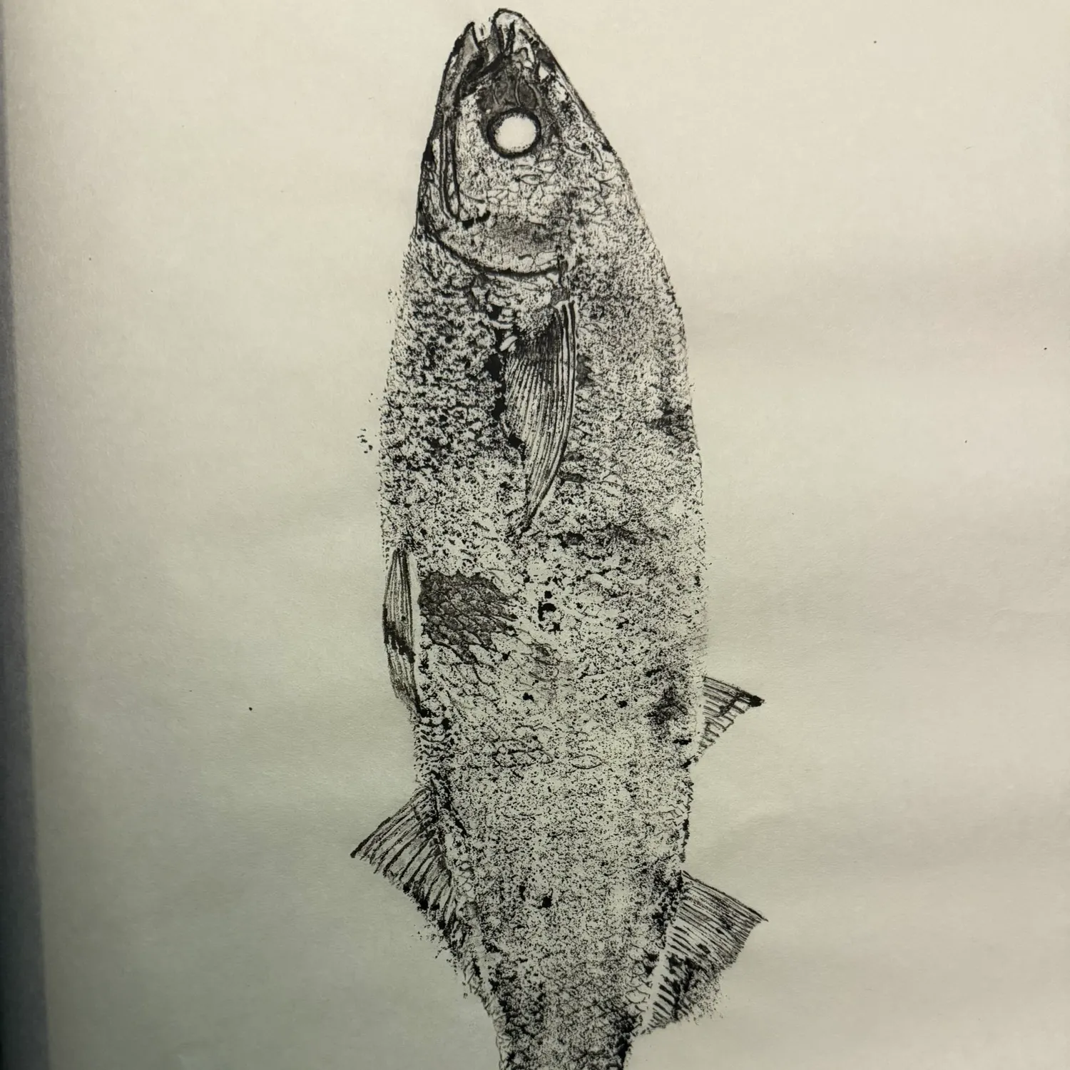 Jack silverside caught on Fishbrain