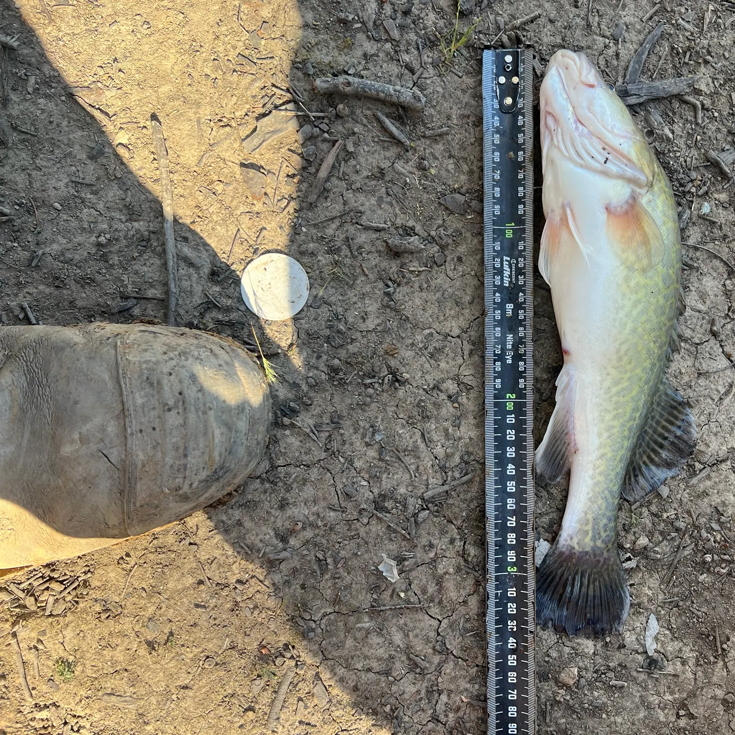 The most recent Murray cod catches on Fishbrain