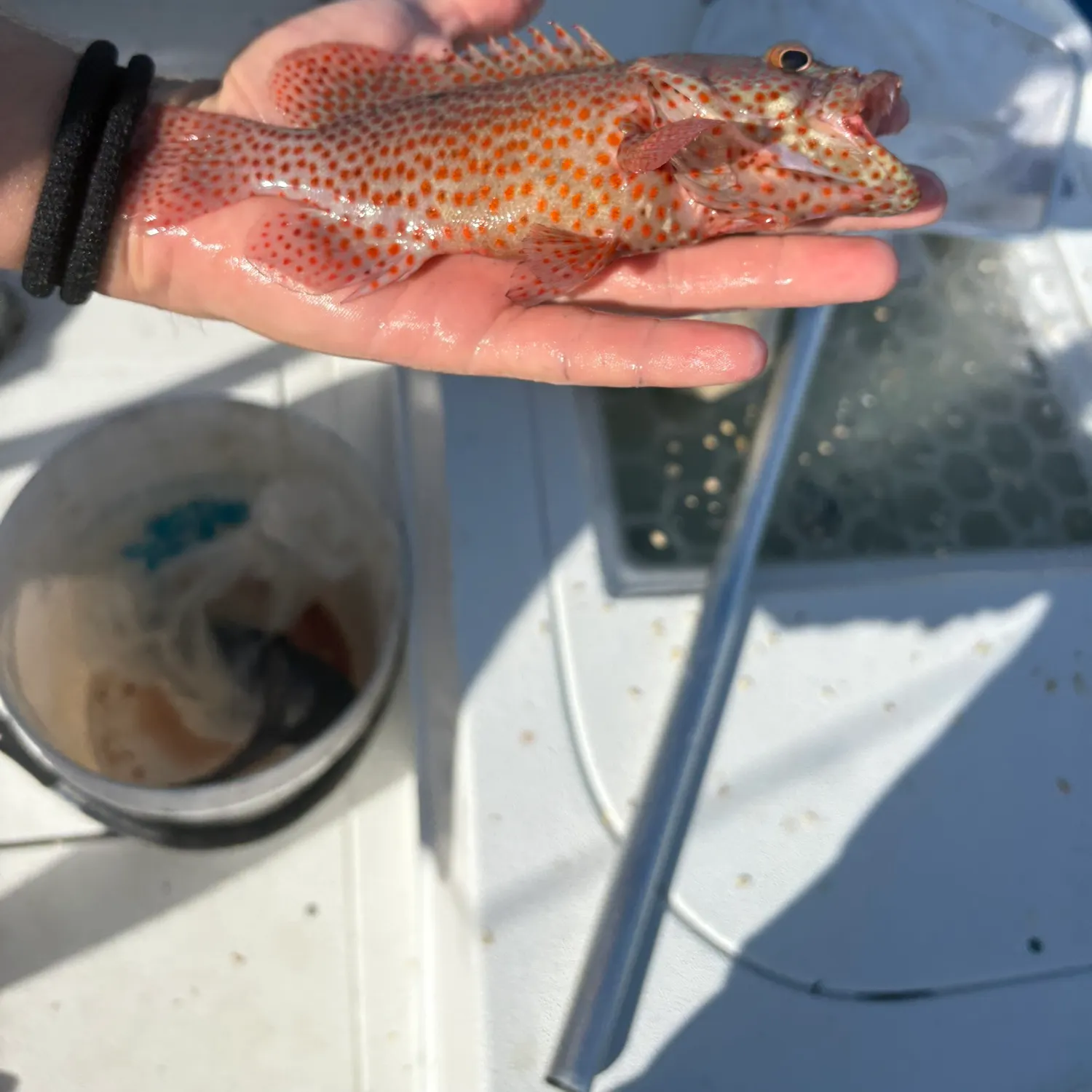 The most recent Speckled hind catches on Fishbrain