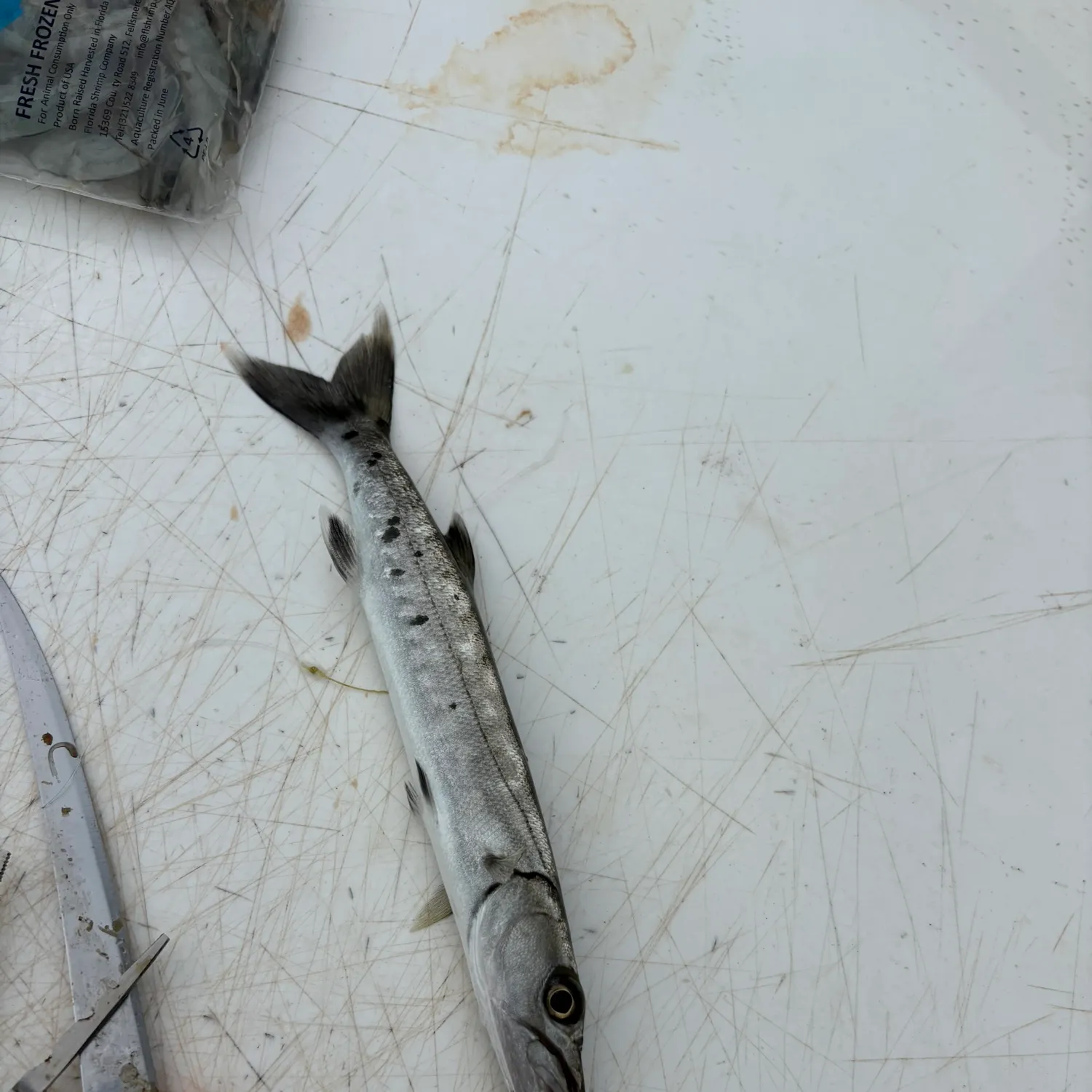 The most recent Great barracuda catches on Fishbrain