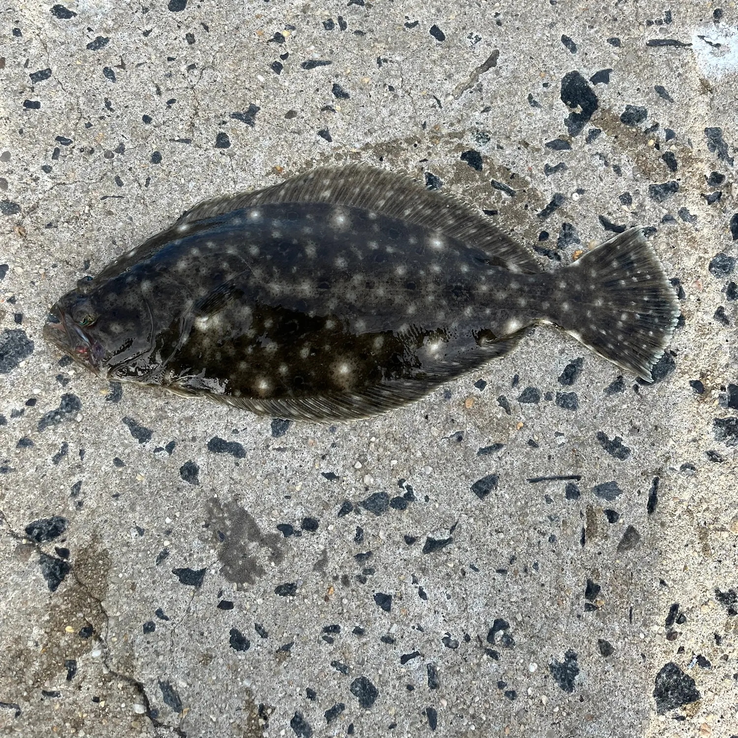 Summer flounder caught on Fishbrain