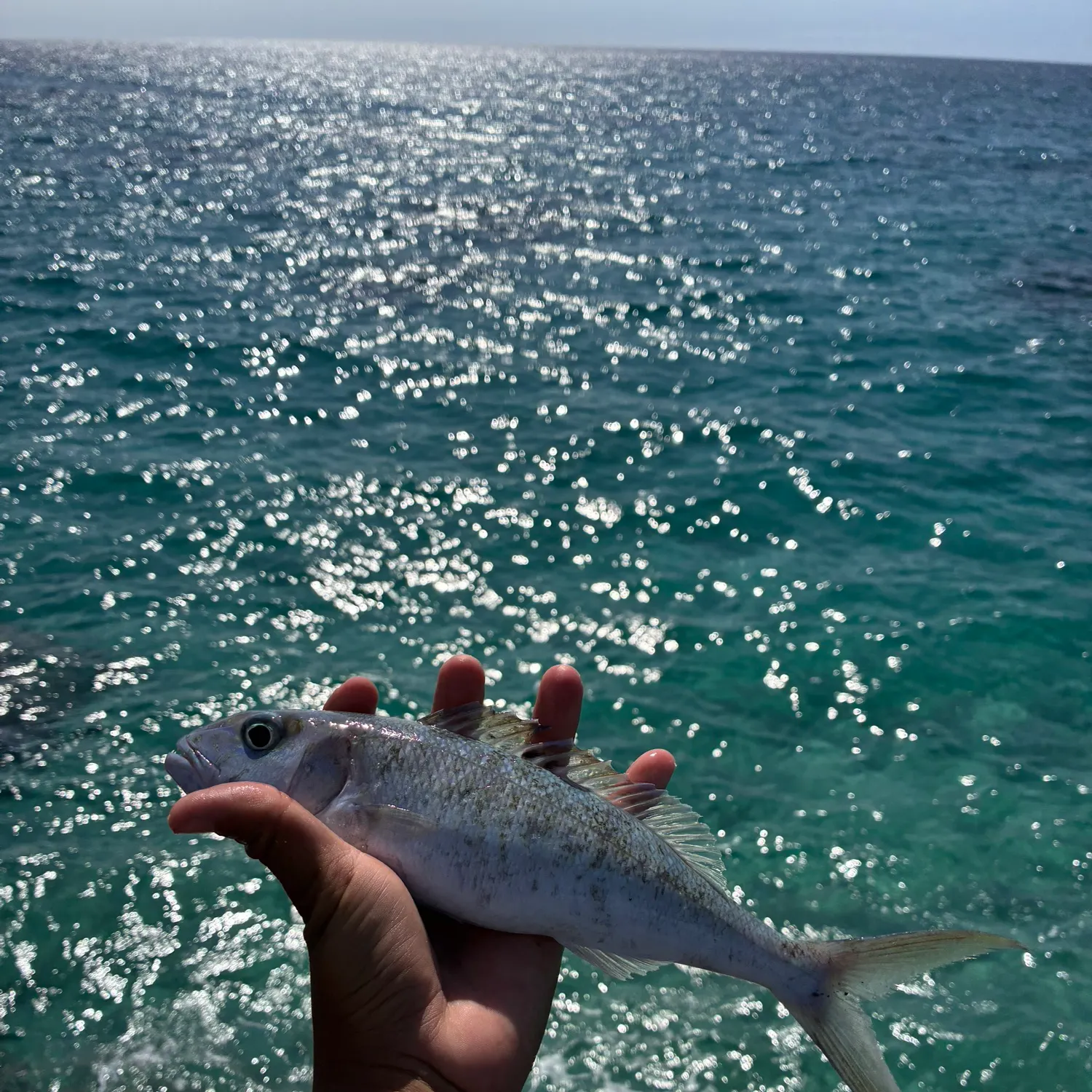 The most recent Green jobfish catches on Fishbrain