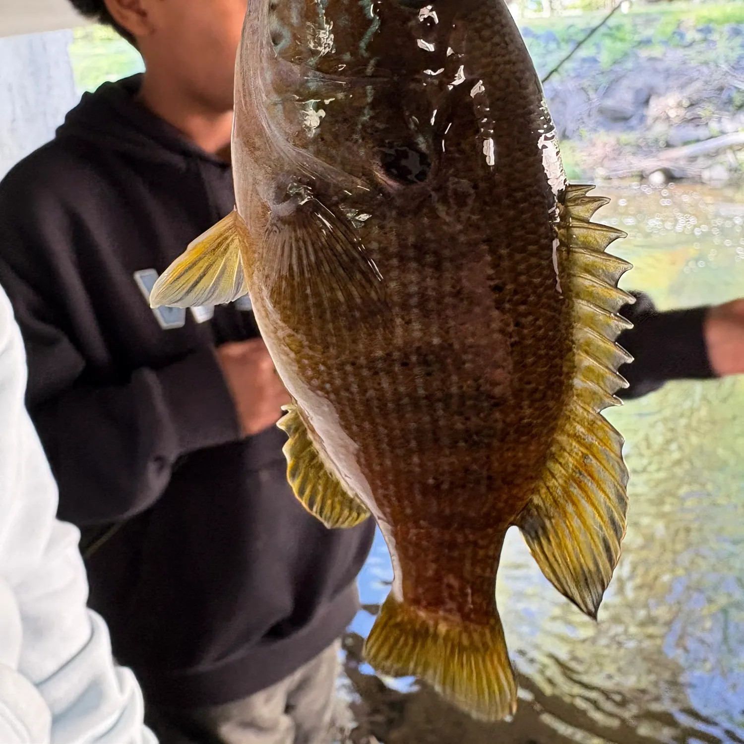 The most recent Green sunfish catches on Fishbrain