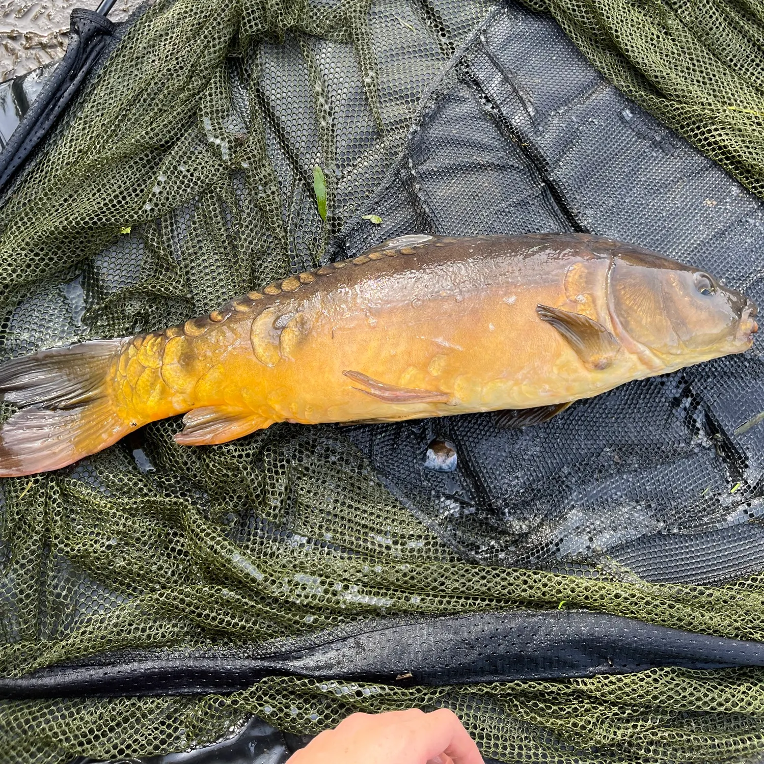 Mirror carp caught on Fishbrain